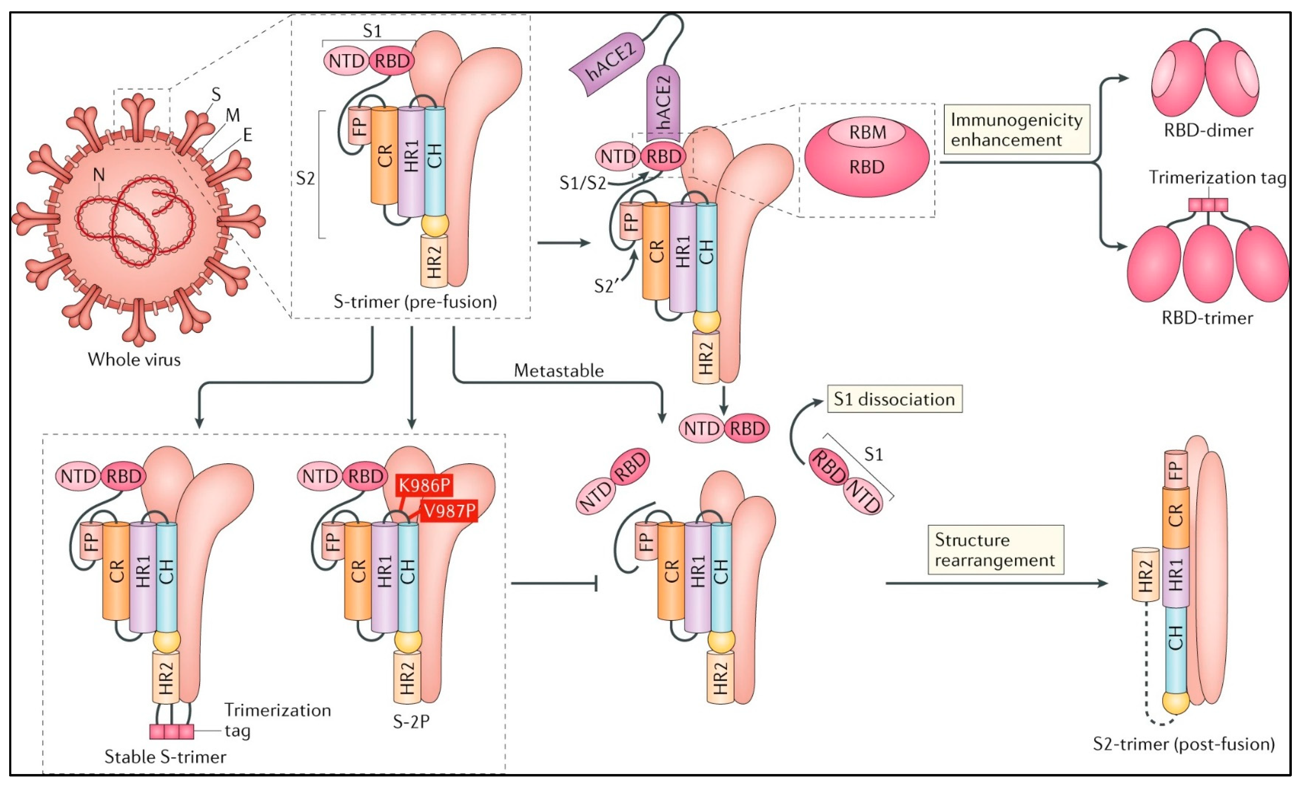 Medicina 59 00507 g002 Medicina 59 00507 g002