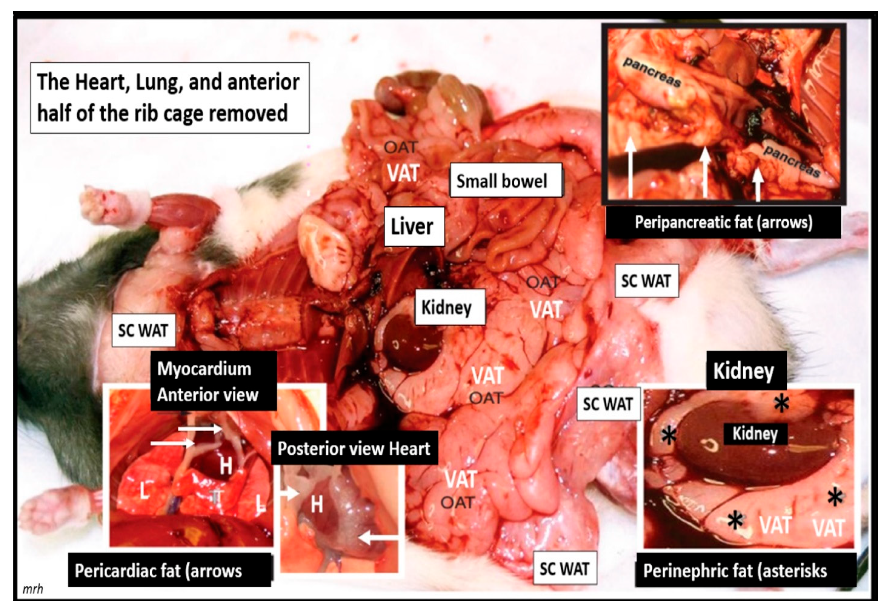 Medicina 59 00561 g004 Medicina 59 00561 g004