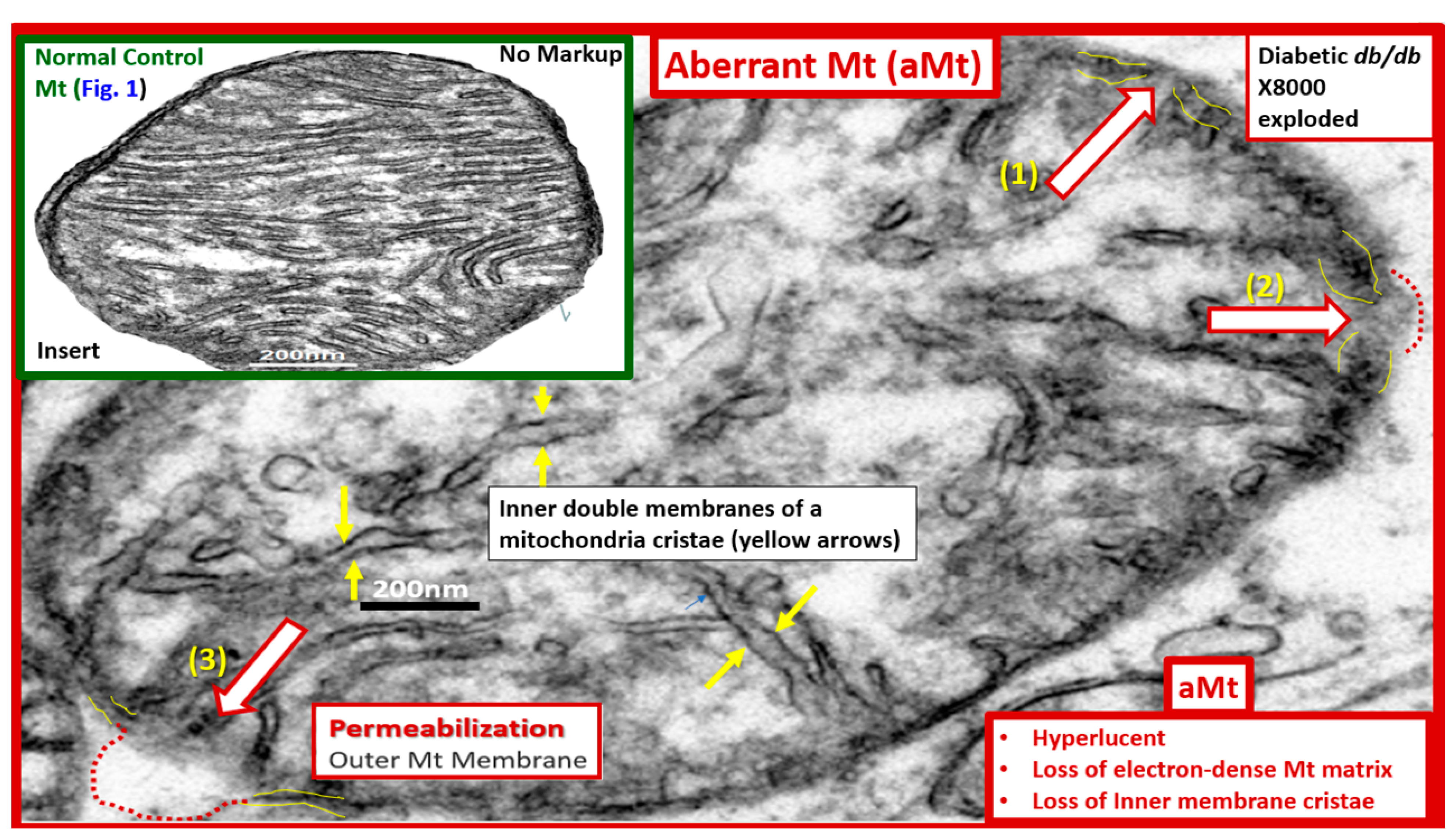 Medicina 59 00561 g006 Medicina 59 00561 g006