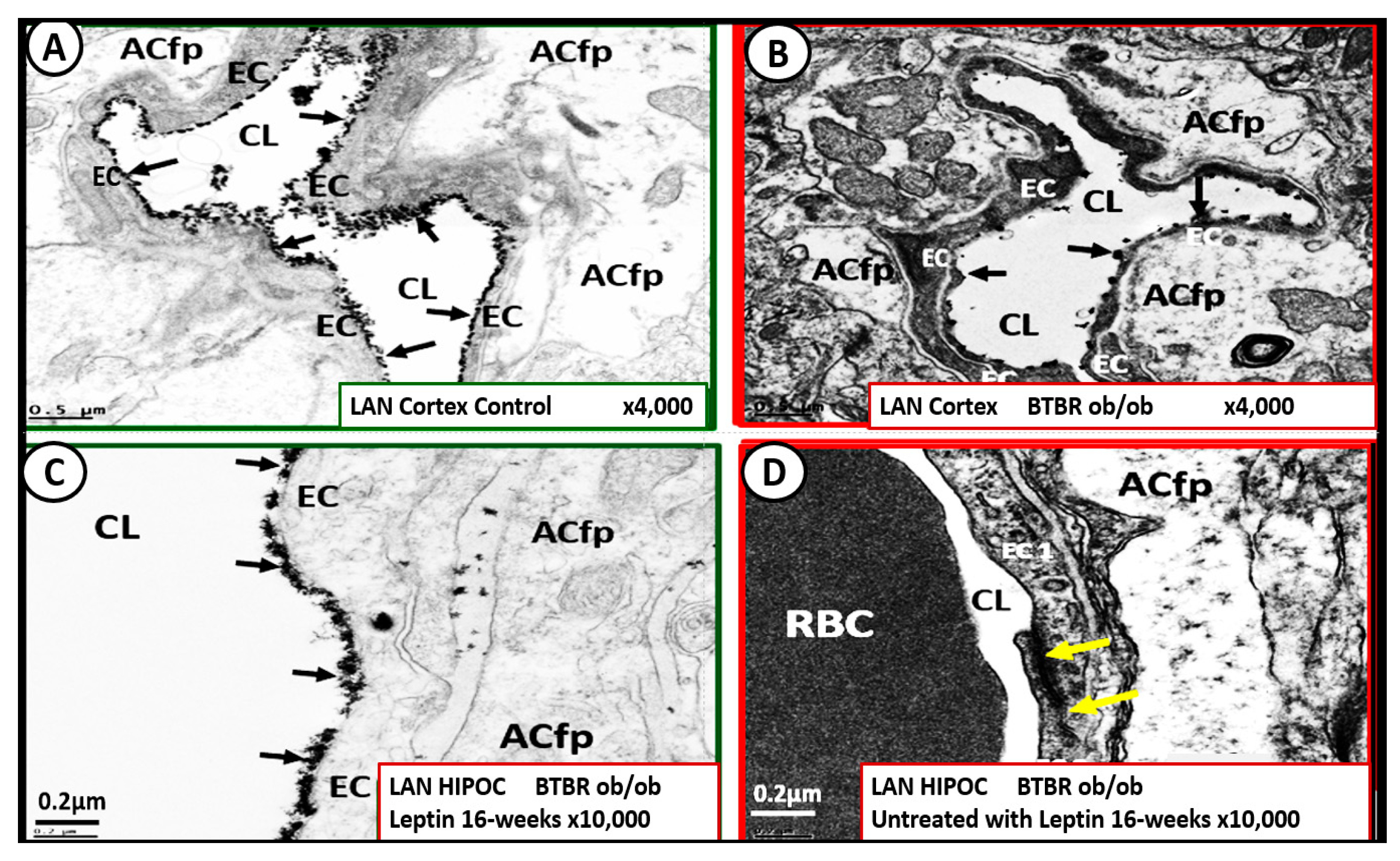 Medicina 59 00561 g016a Medicina 59 00561 g016a