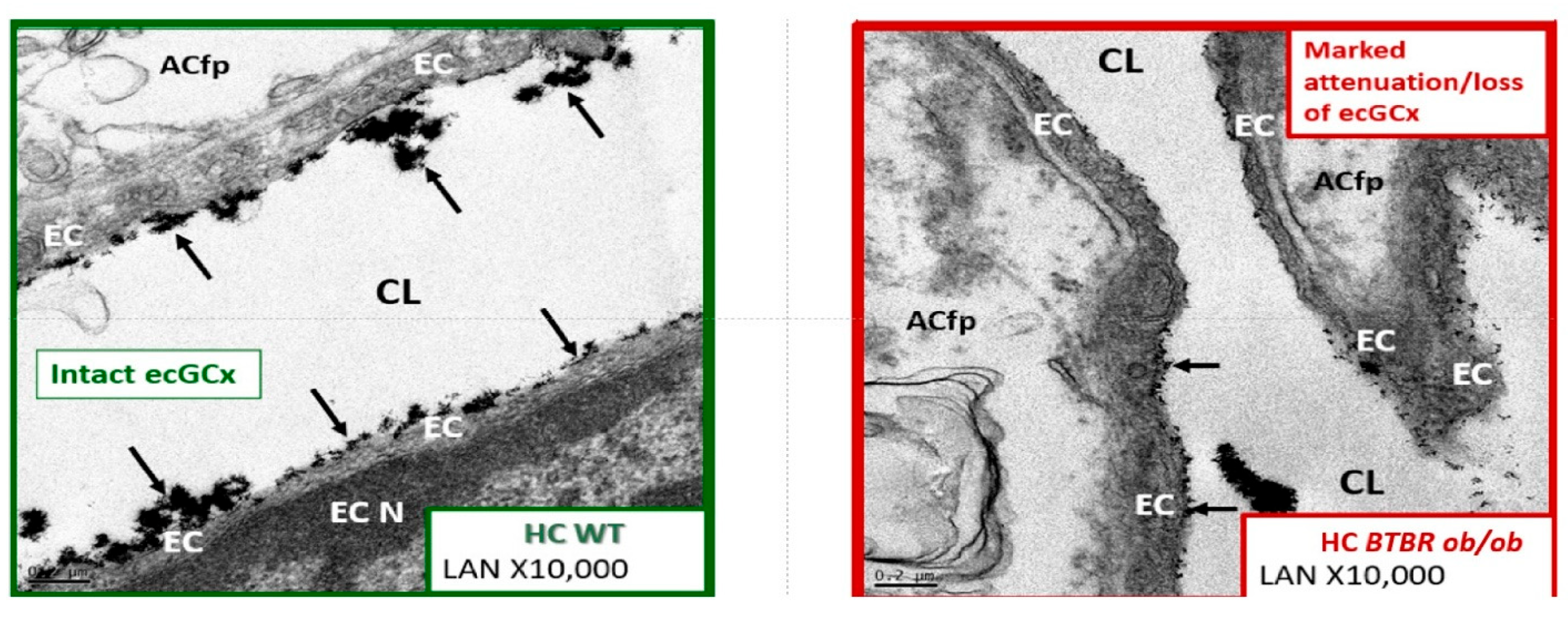 Medicina 59 00561 g016b Medicina 59 00561 g016b