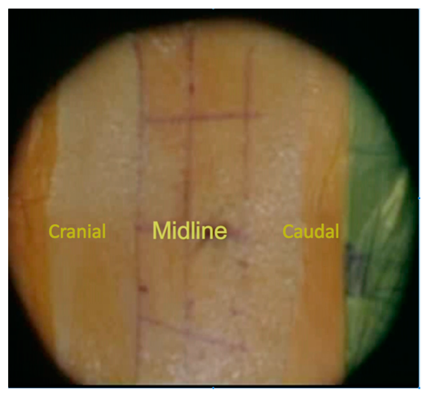 Medicina 59 00585 g001 Medicina 59 00585 g001