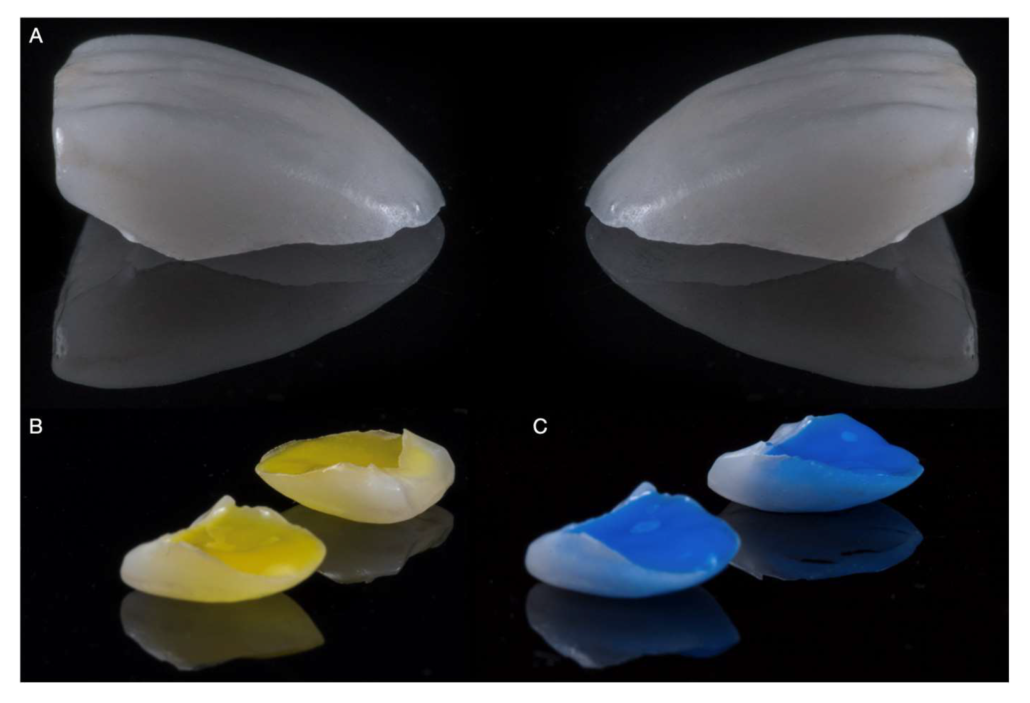 Medicina 59 00603 g006