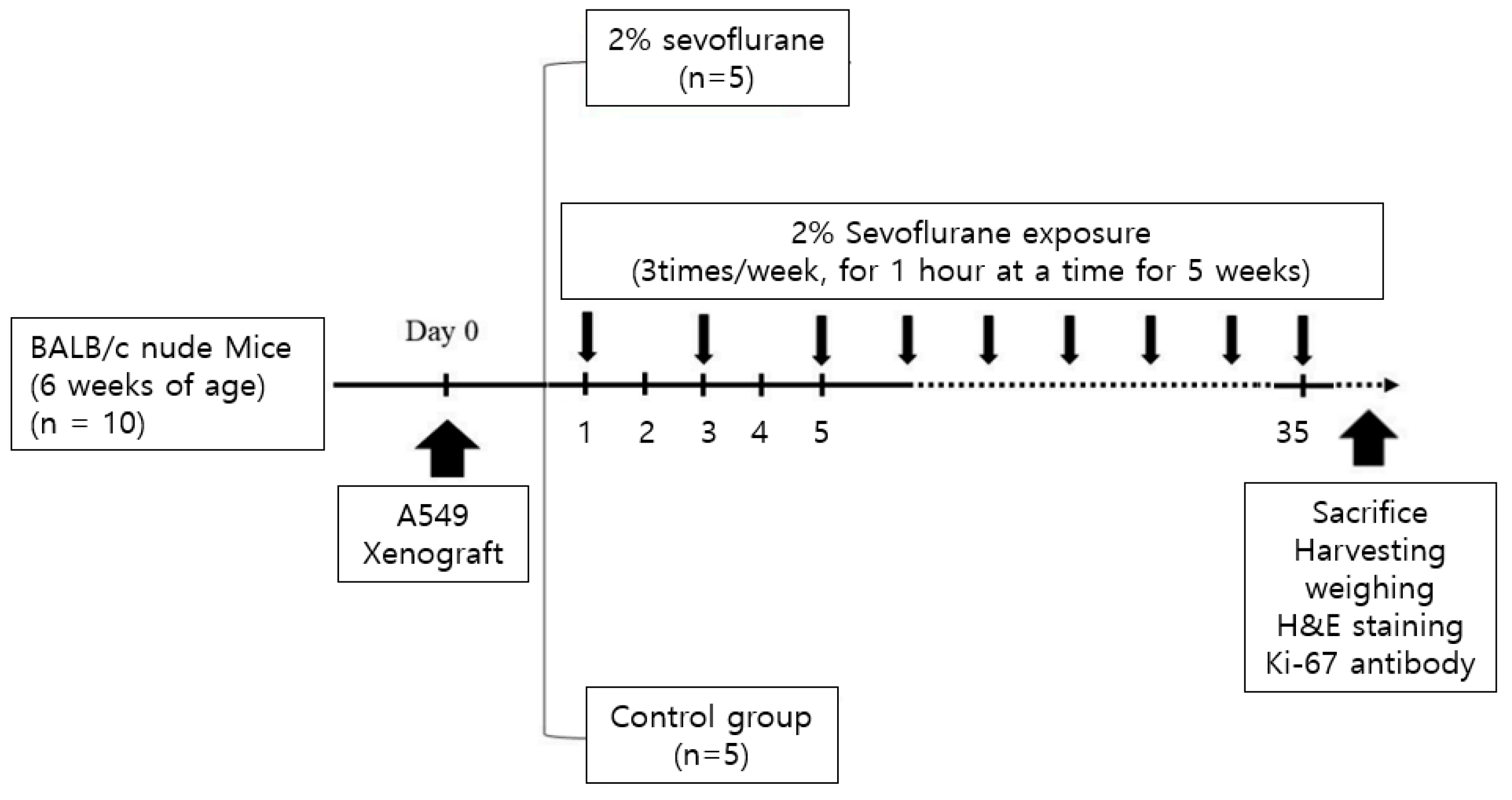 Medicina 59 00613 g003 Medicina 59 00613 g003