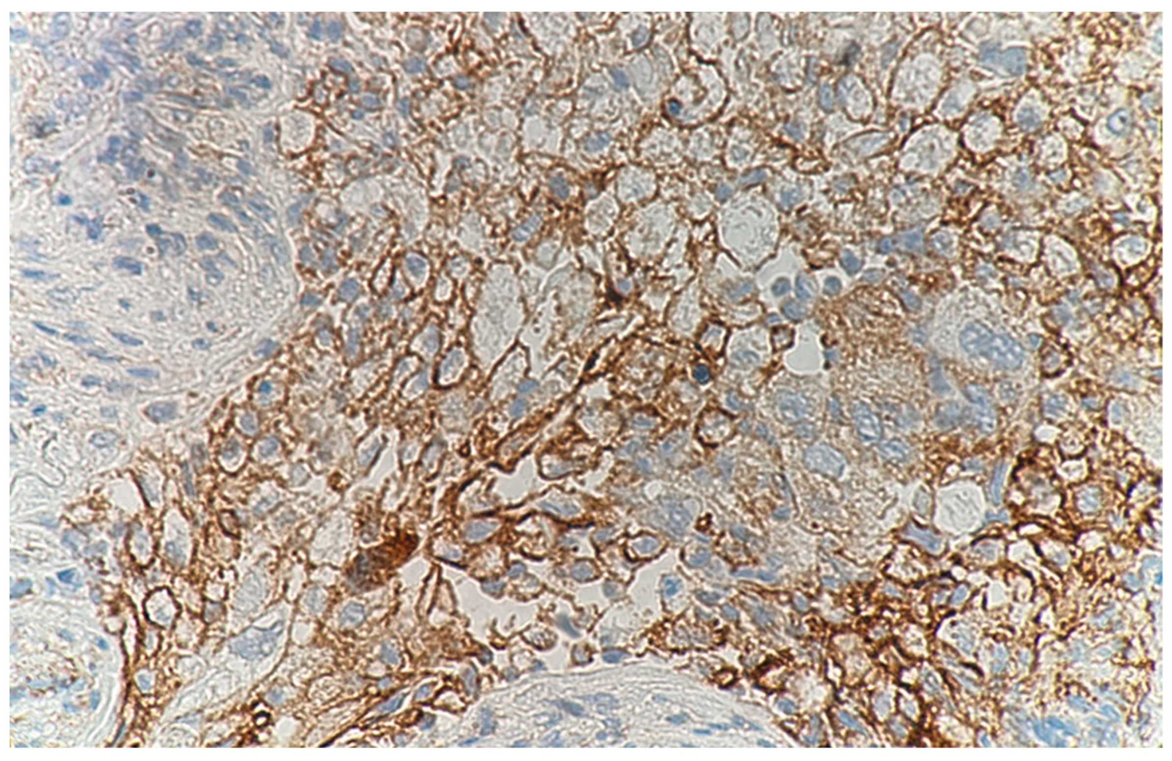 Medicina 59 00631 g003