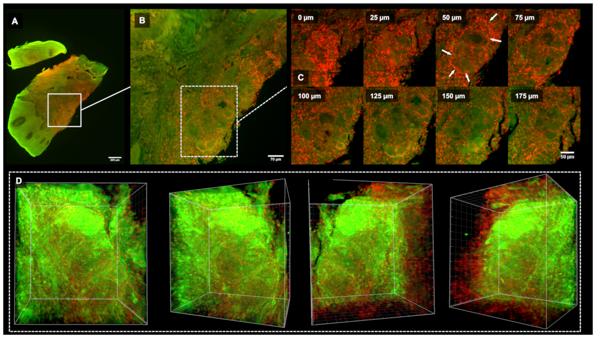 Medicina 59 00673 g003 Medicina 59 00673 g003