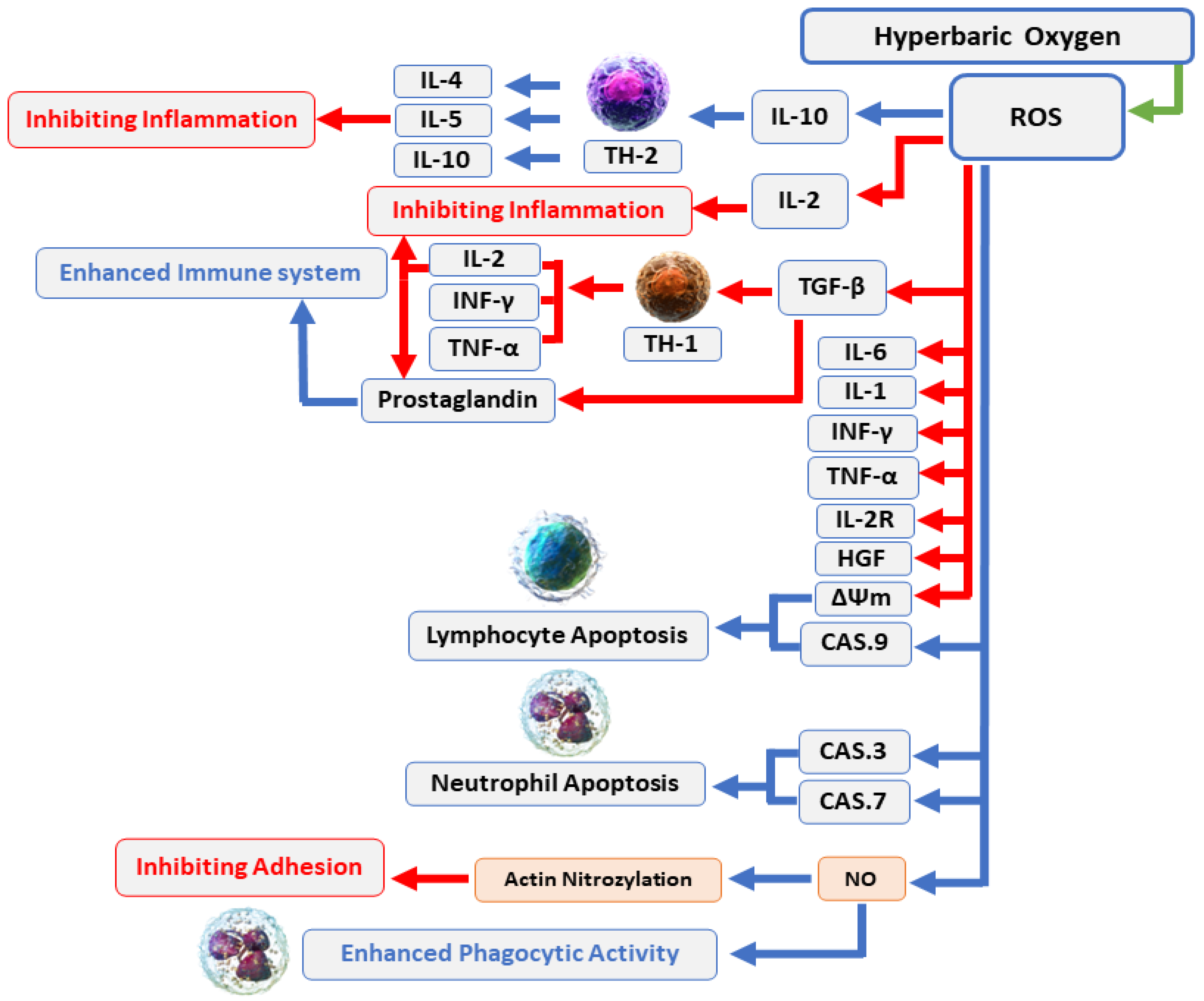 Medicina 59 00762 g003 Medicina 59 00762 g003