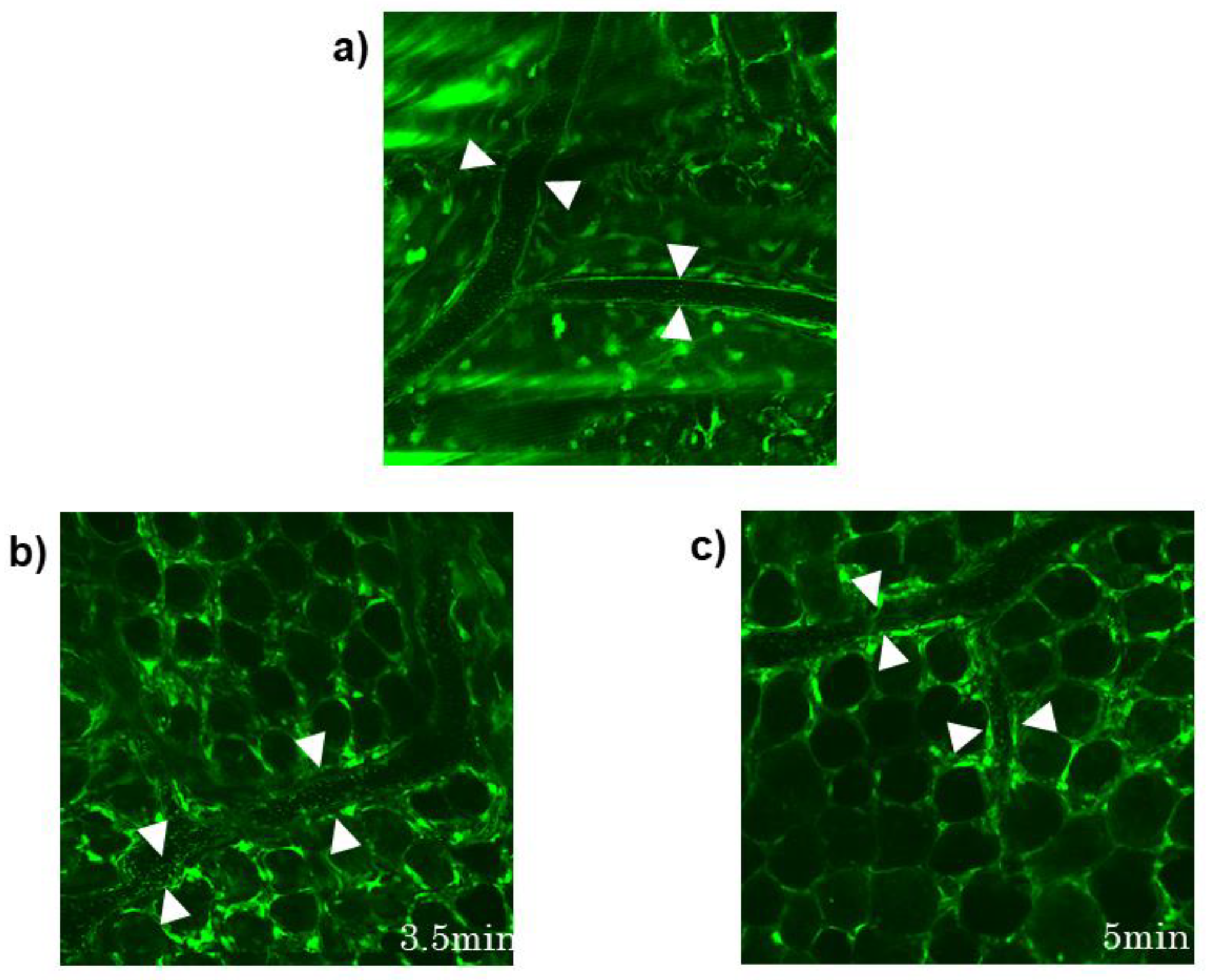 Medicina 59 00809 sch001