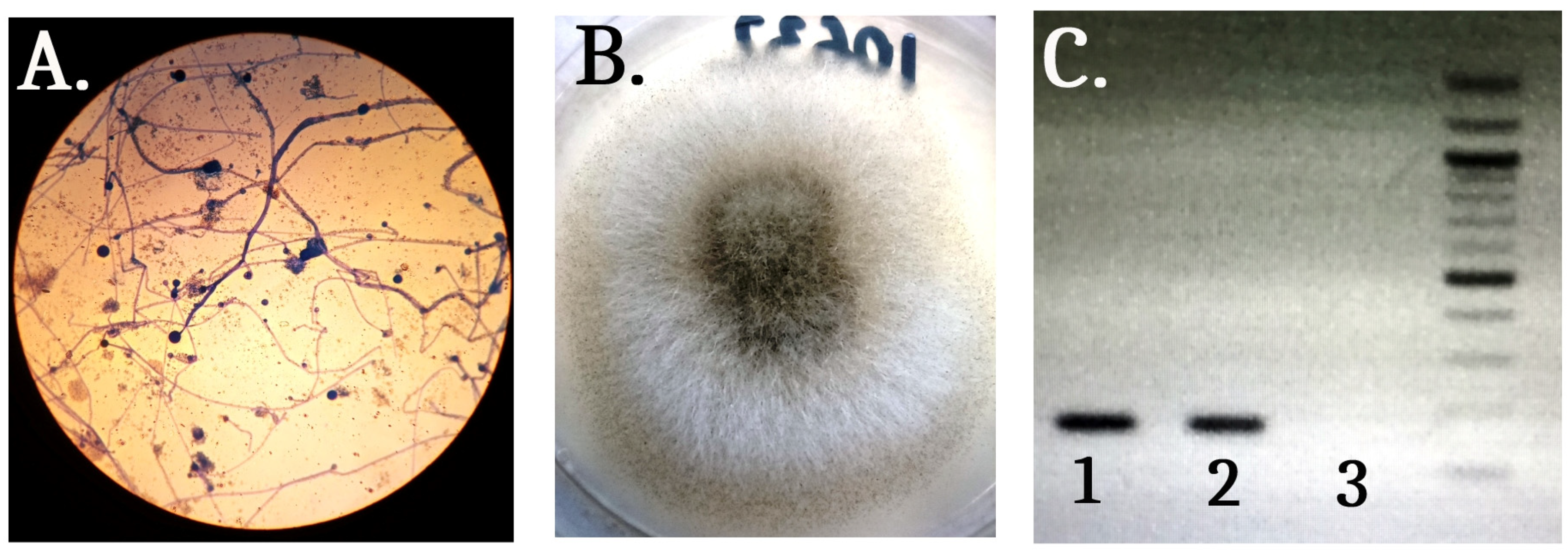 Medicina 59 00905 g002
