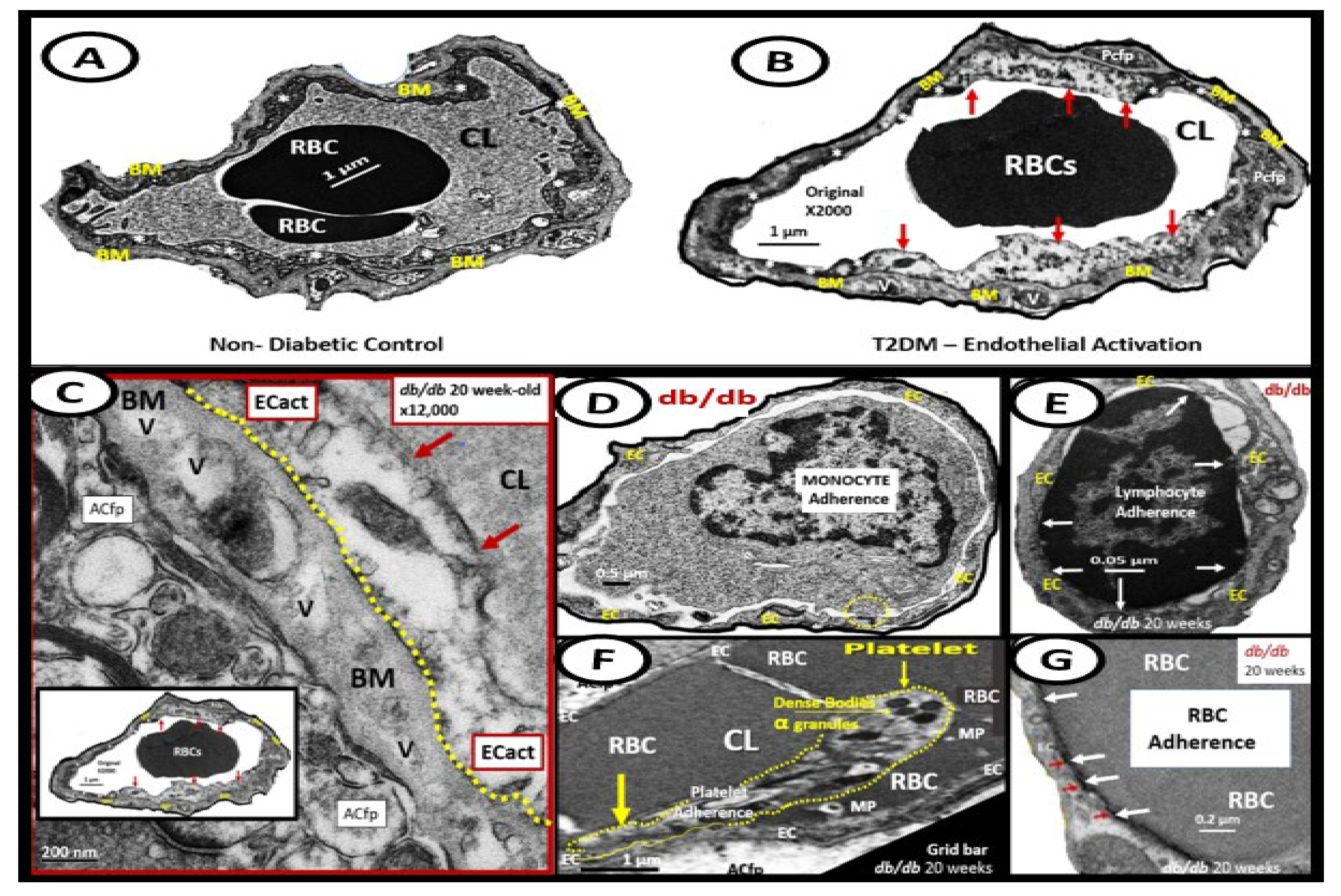 Medicina 59 00917 g009