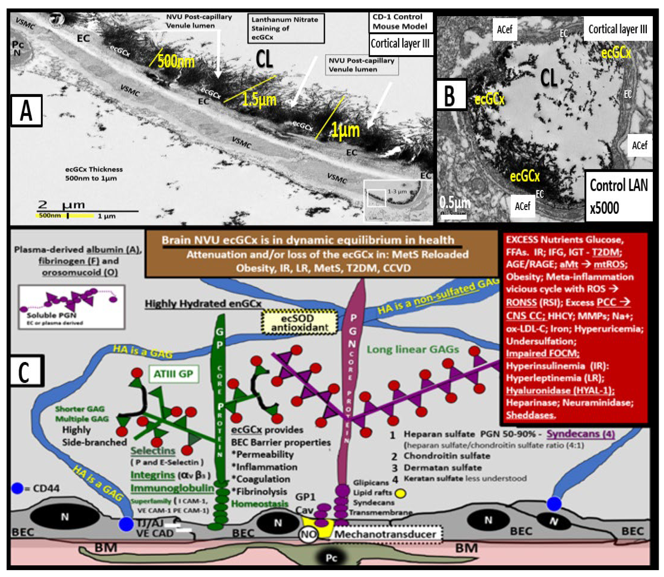 Medicina 59 00917 g012