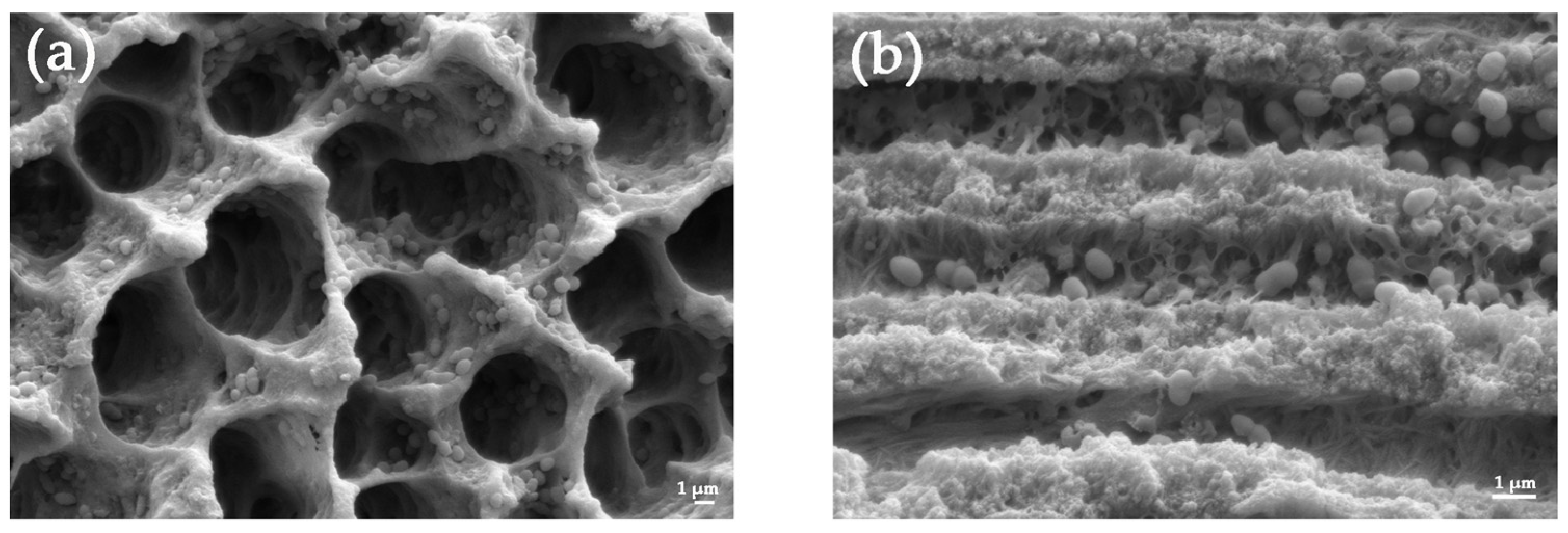 Medicina 59 00962 g002 Medicina 59 00962 g002