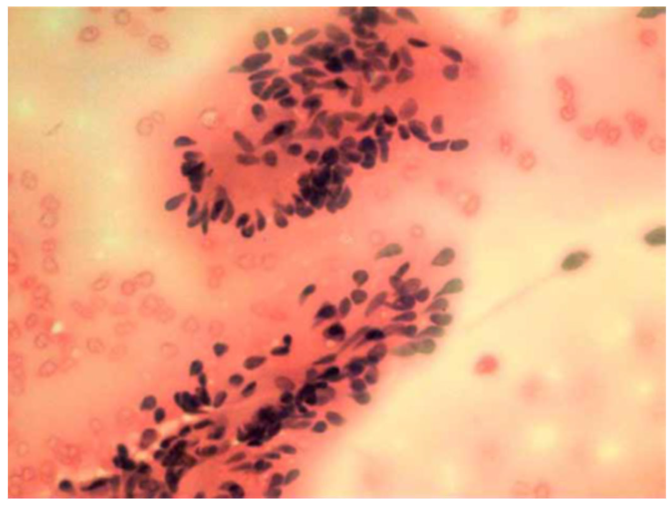 Medicina 59 01013 g004