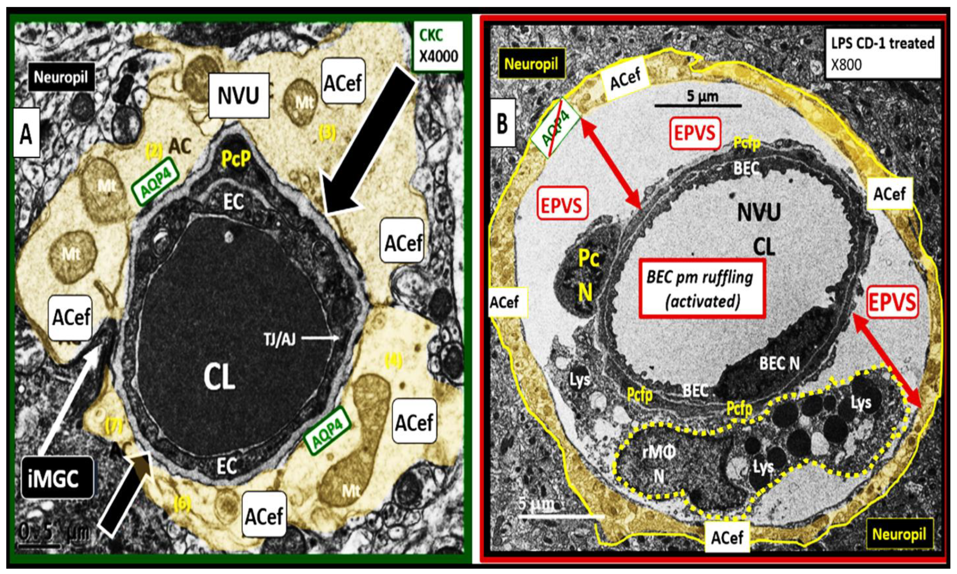 Medicina 59 01124 g011 Medicina 59 01124 g011