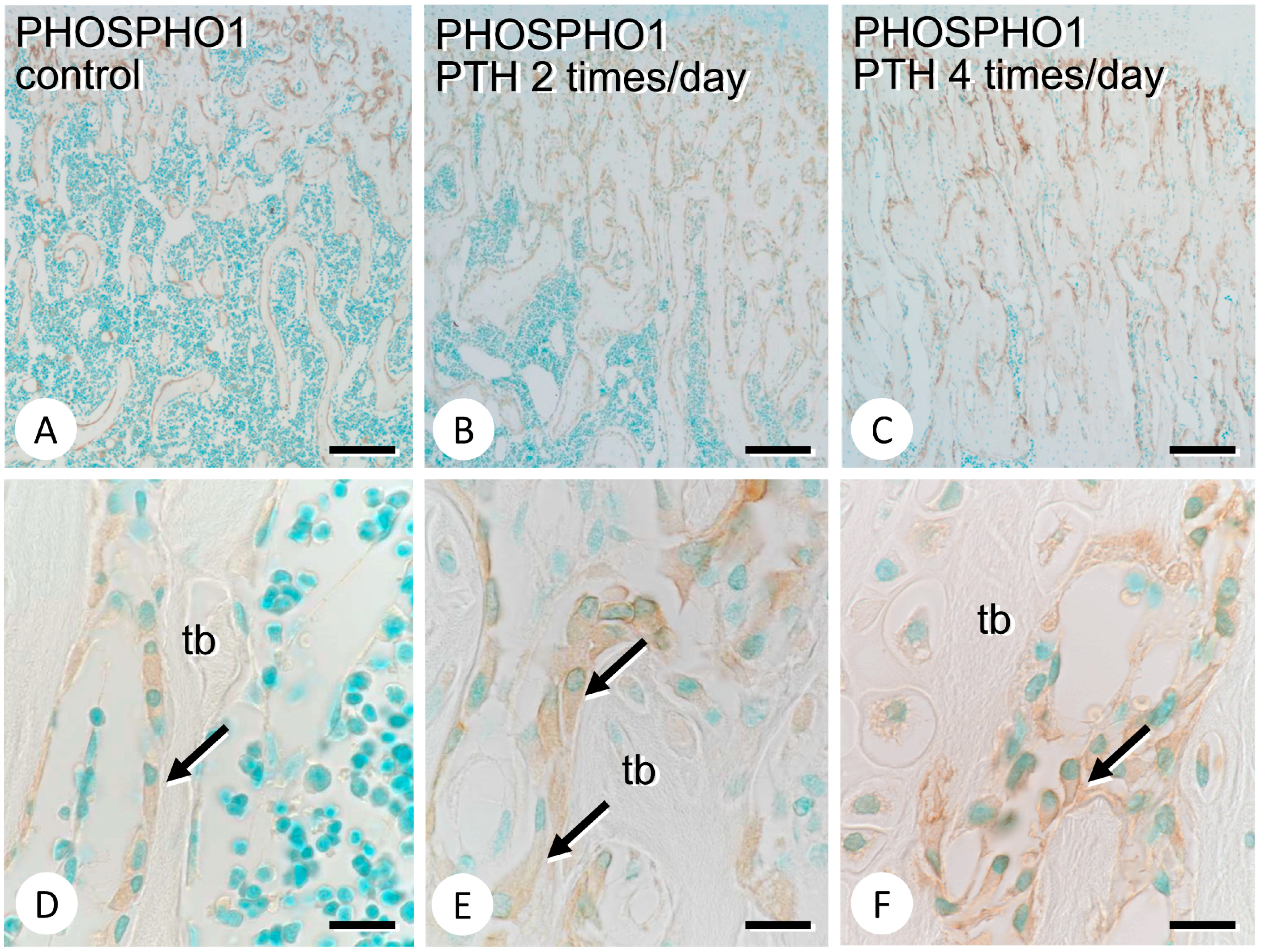 Medicina 59 01179 g002 Medicina 59 01179 g002