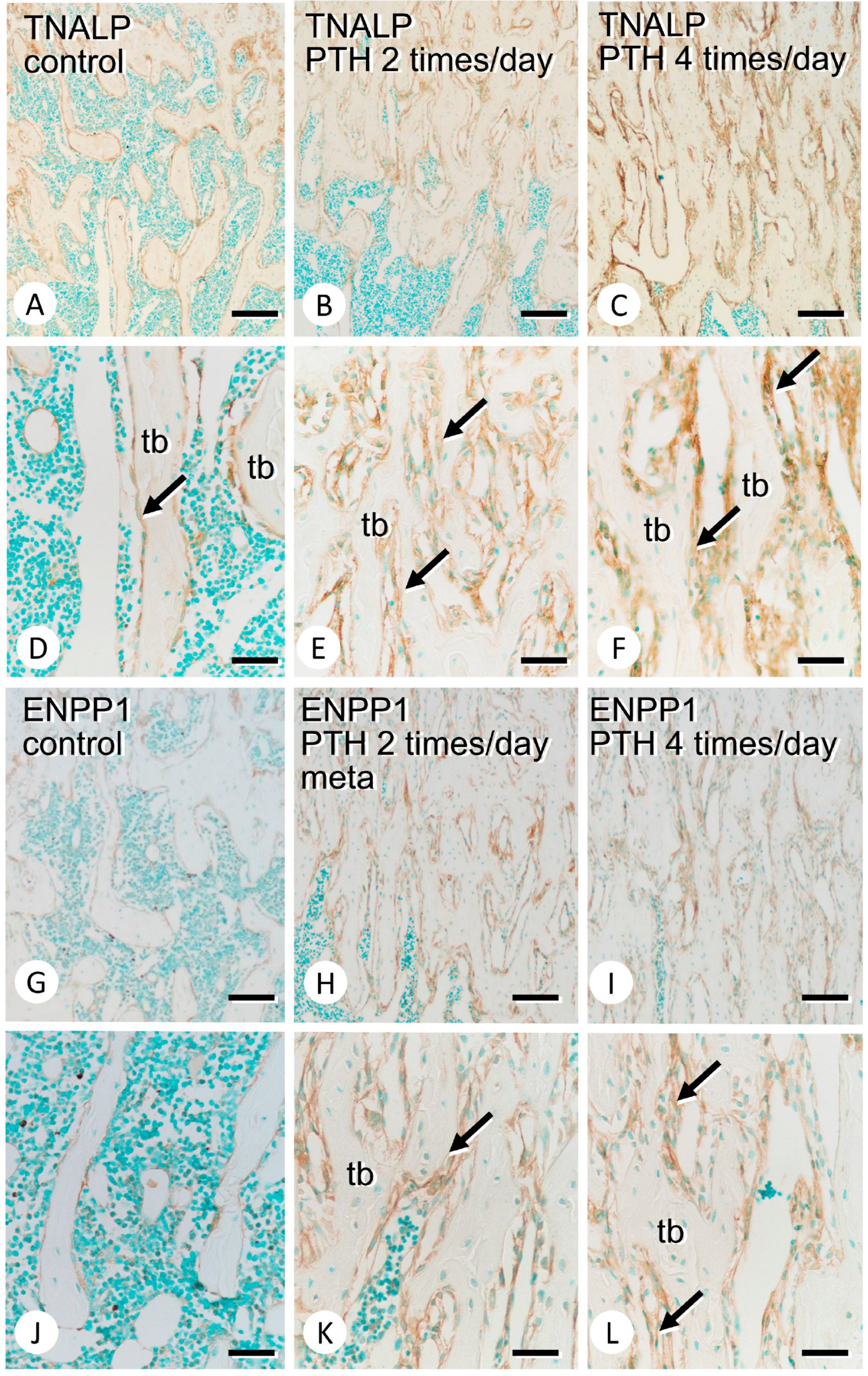Medicina 59 01179 g003 Medicina 59 01179 g003