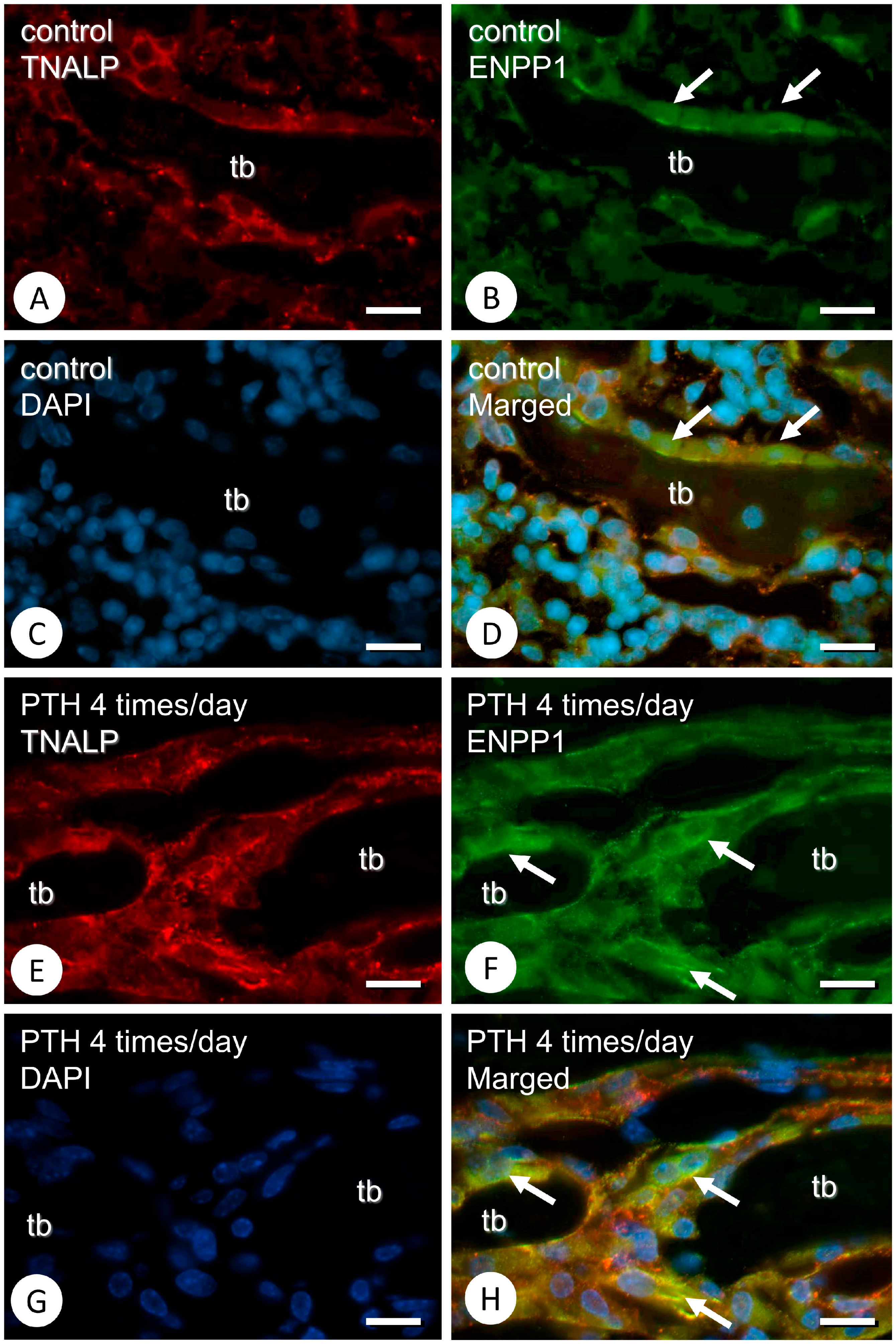 Medicina 59 01179 g004 Medicina 59 01179 g004