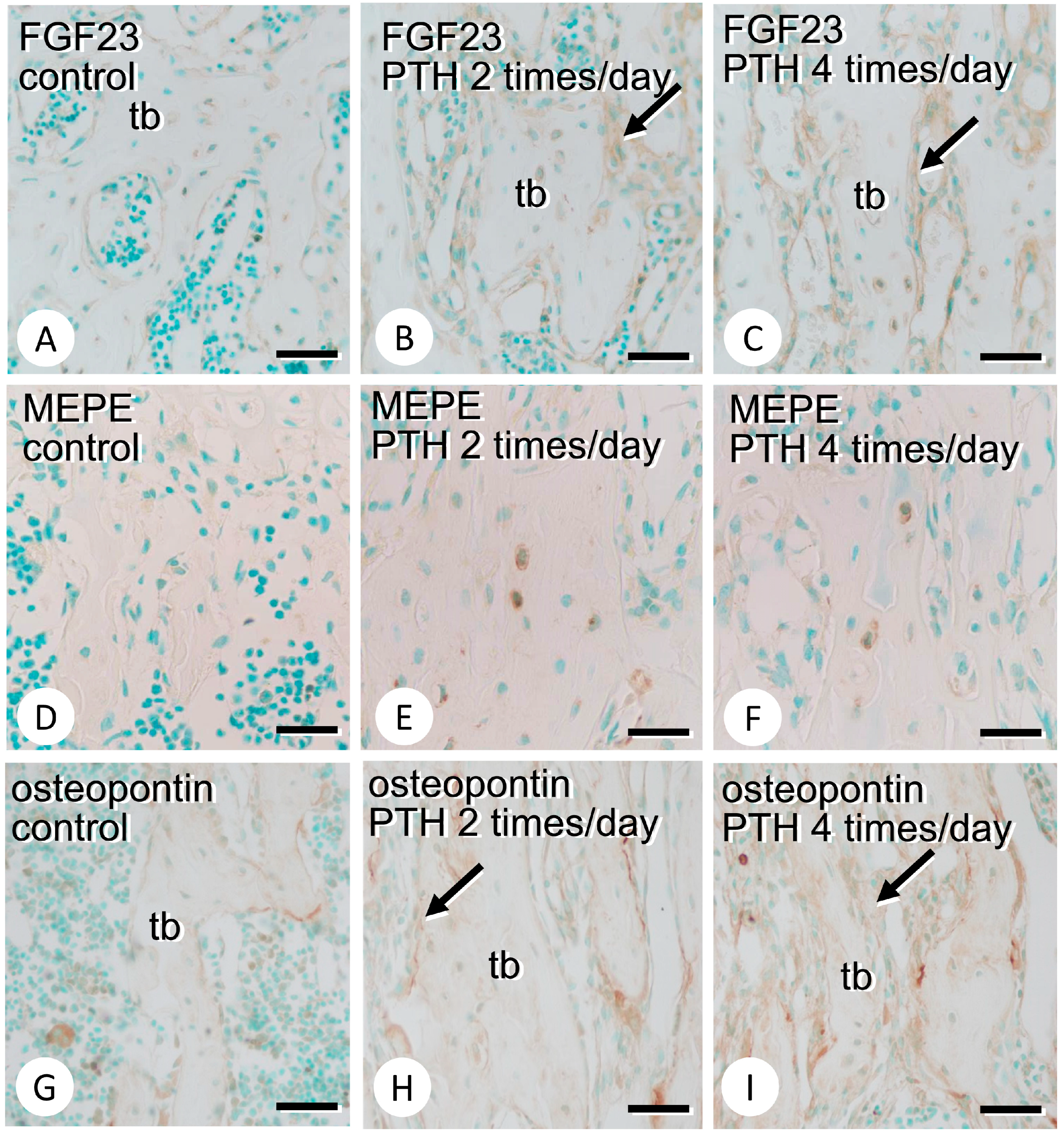 Medicina 59 01179 g005 Medicina 59 01179 g005