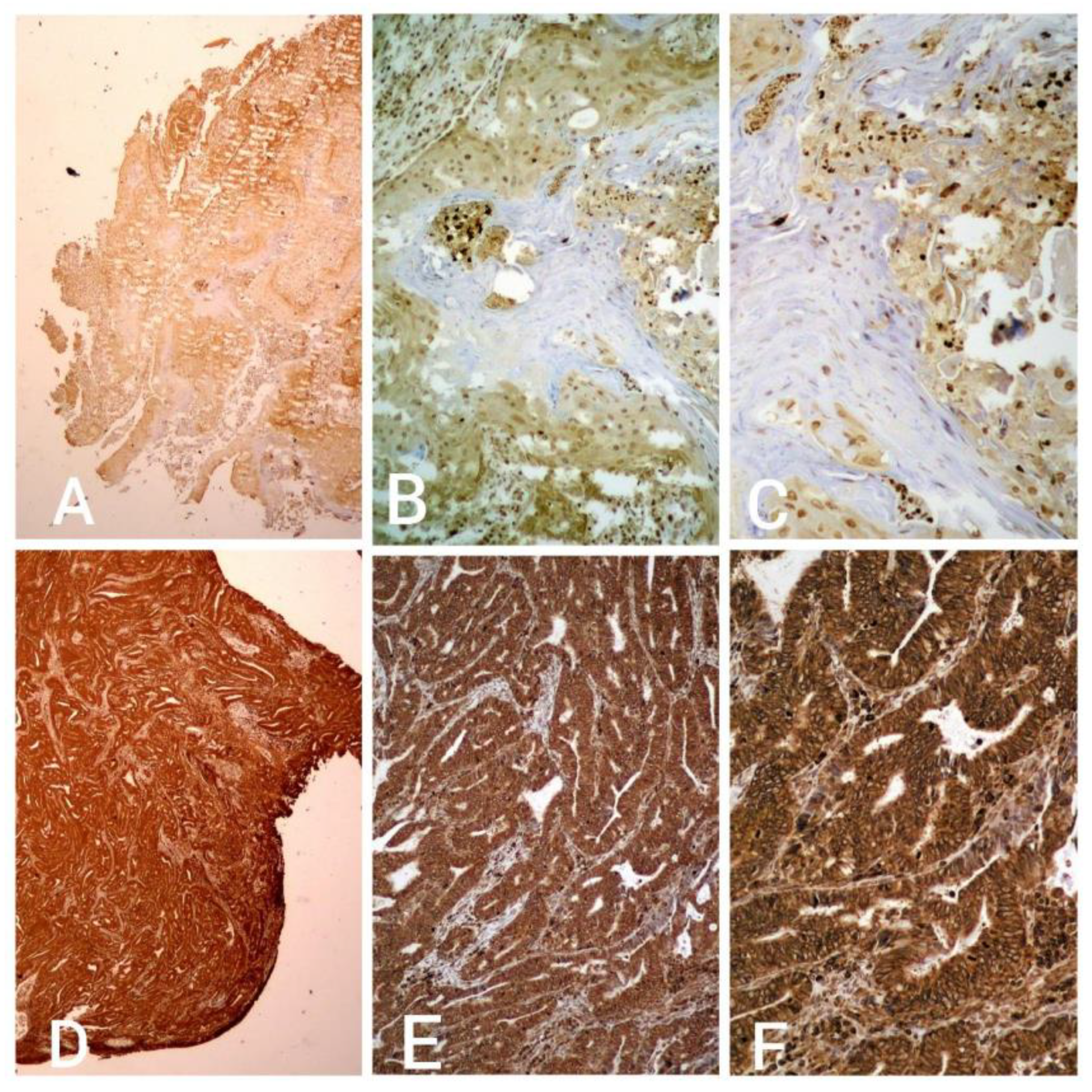 Medicina 59 01189 g001