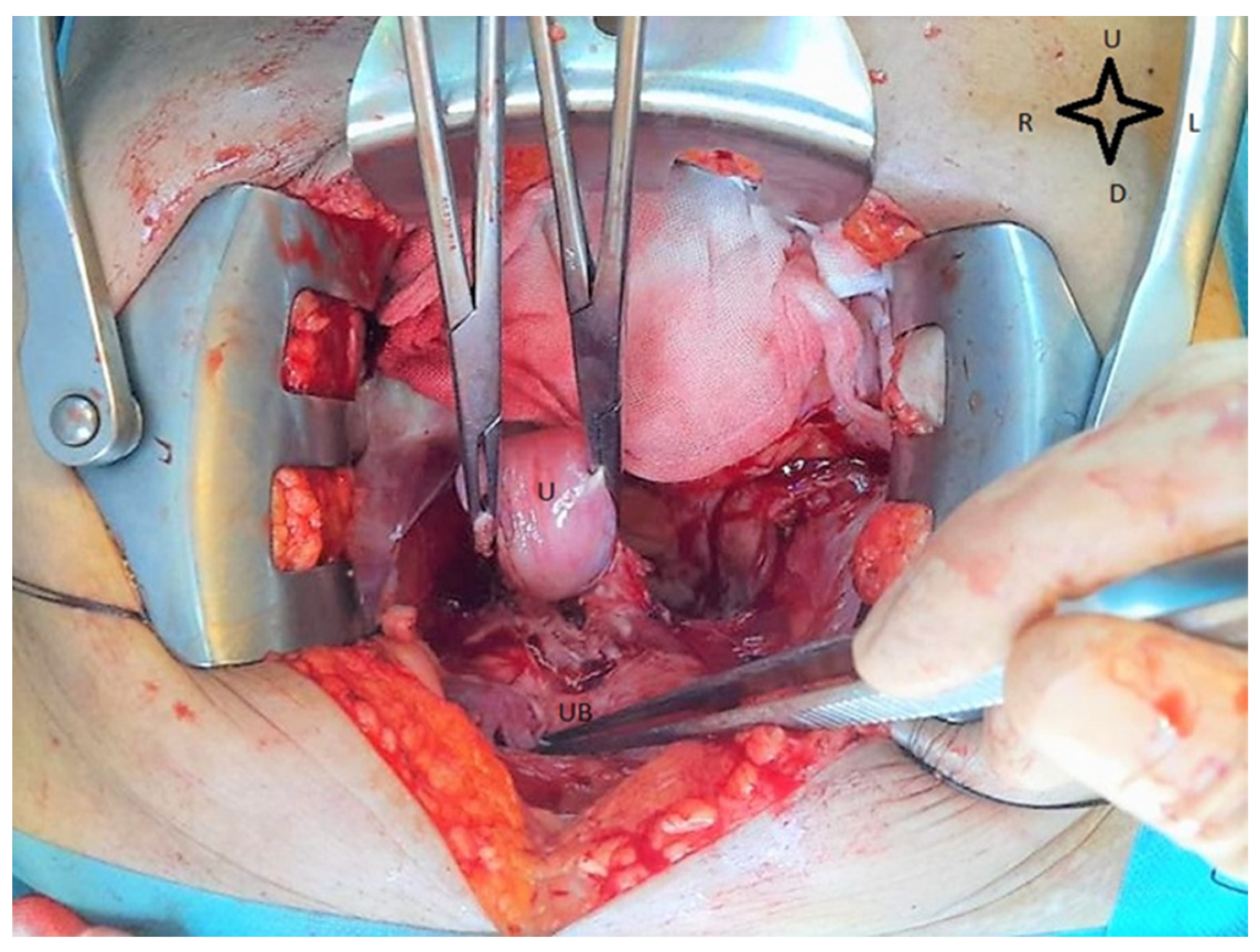 Medicina 59 01229 g002 Medicina 59 01229 g002