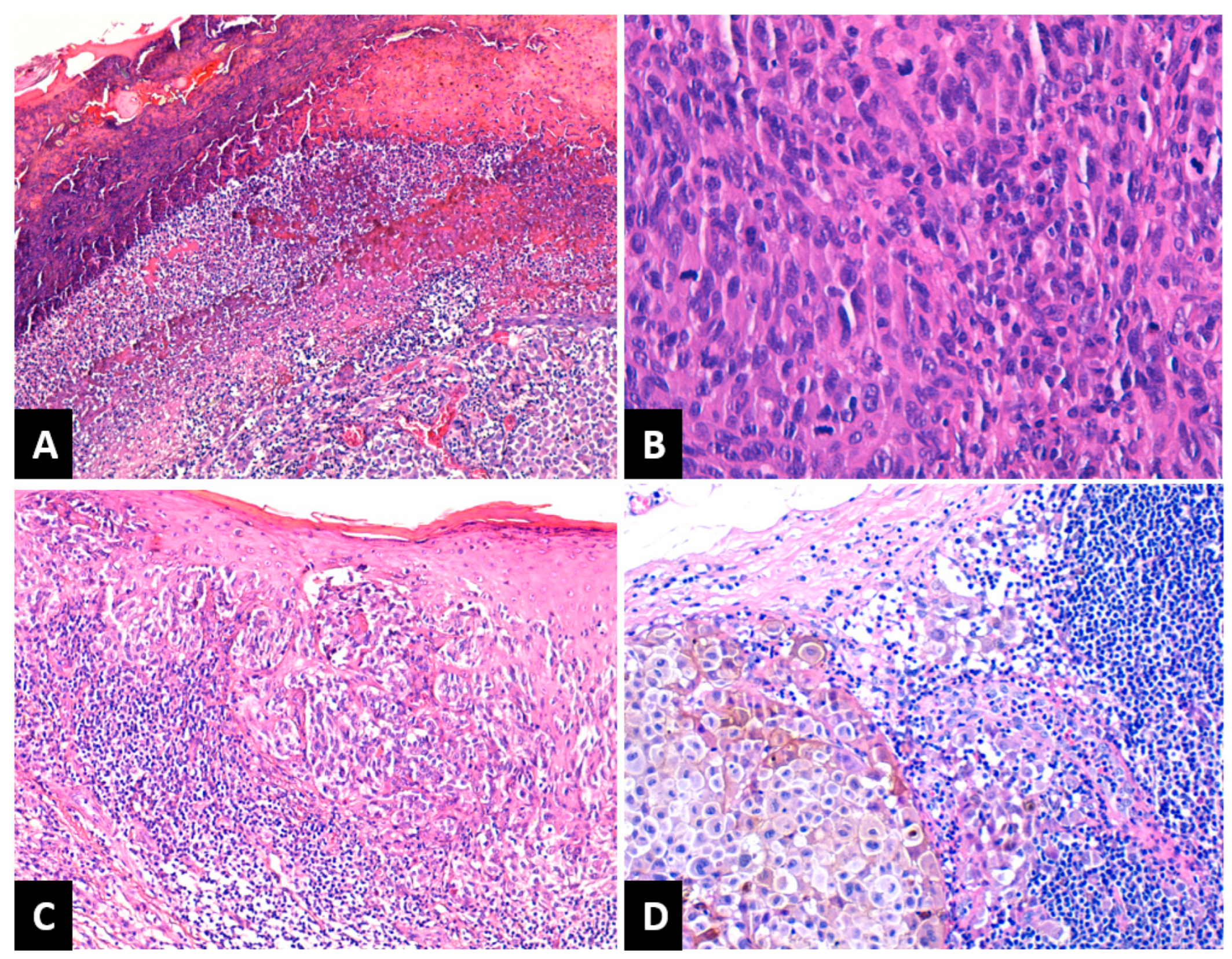 Medicina 59 01241 g001 Medicina 59 01241 g001