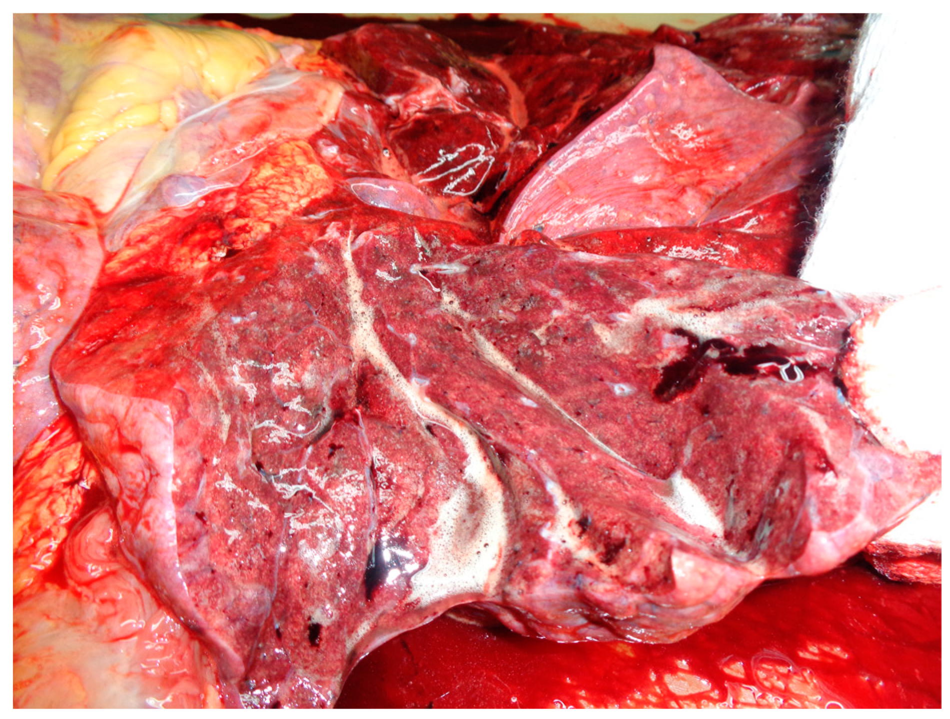 Medicina 59 01257 g002 Medicina 59 01257 g002