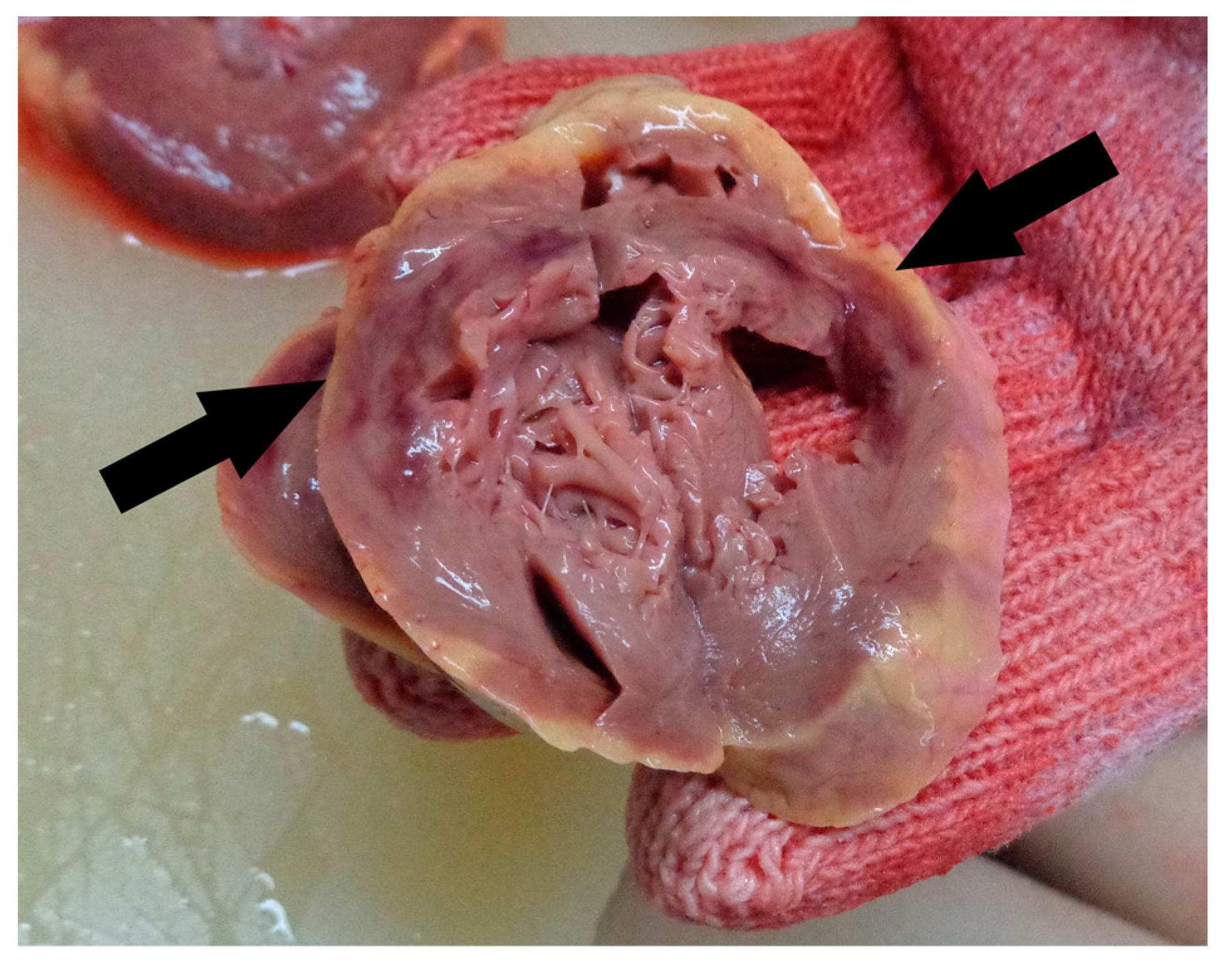 Medicina 59 01257 g004 Medicina 59 01257 g004