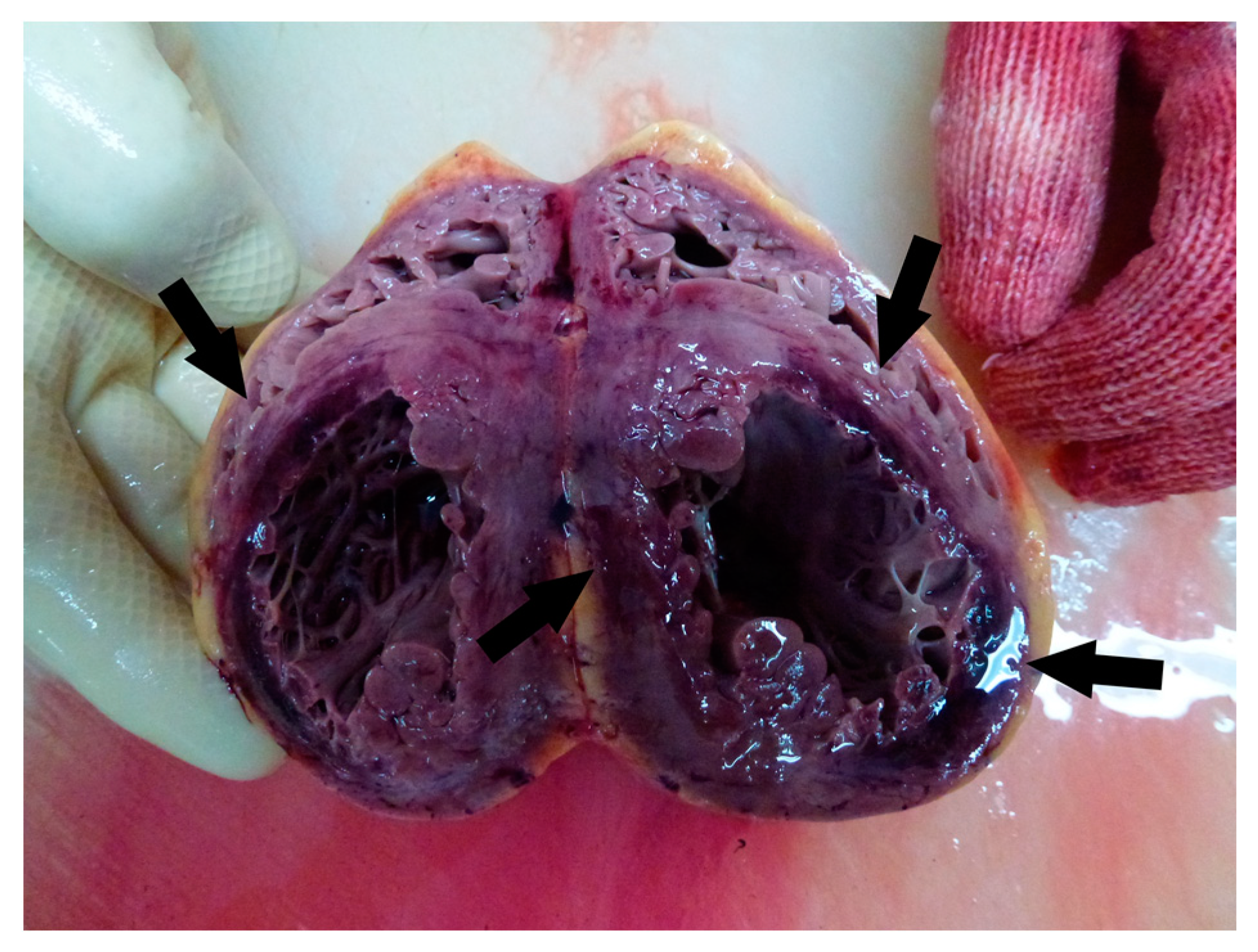 Medicina 59 01257 g007 Medicina 59 01257 g007