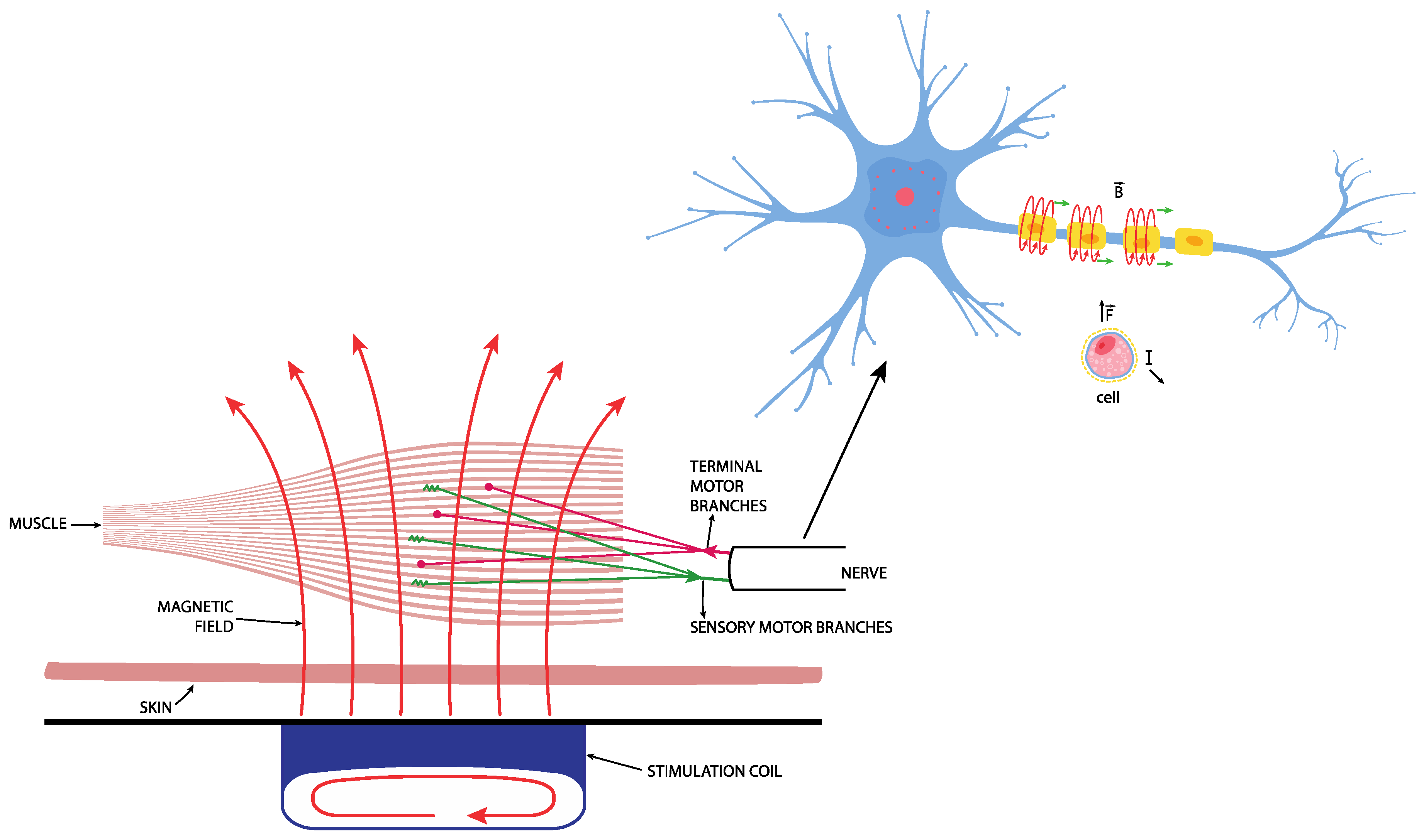 Medicina 59 01286 g002