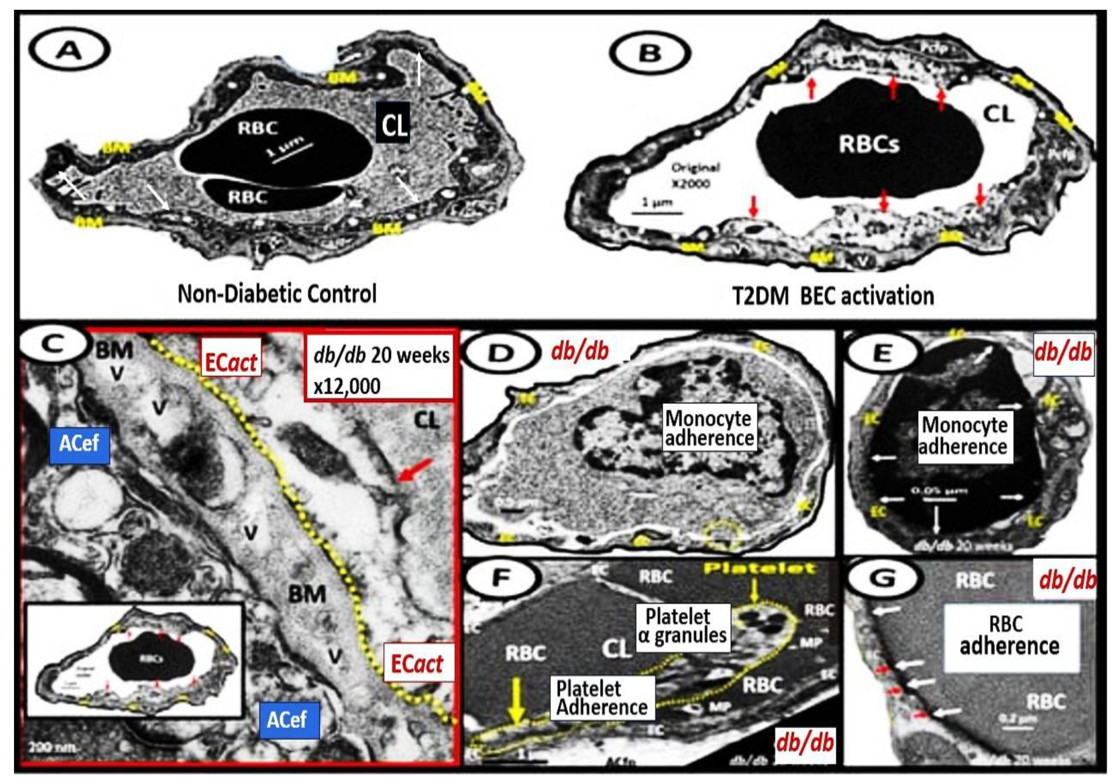 Medicina 59 01337 g009