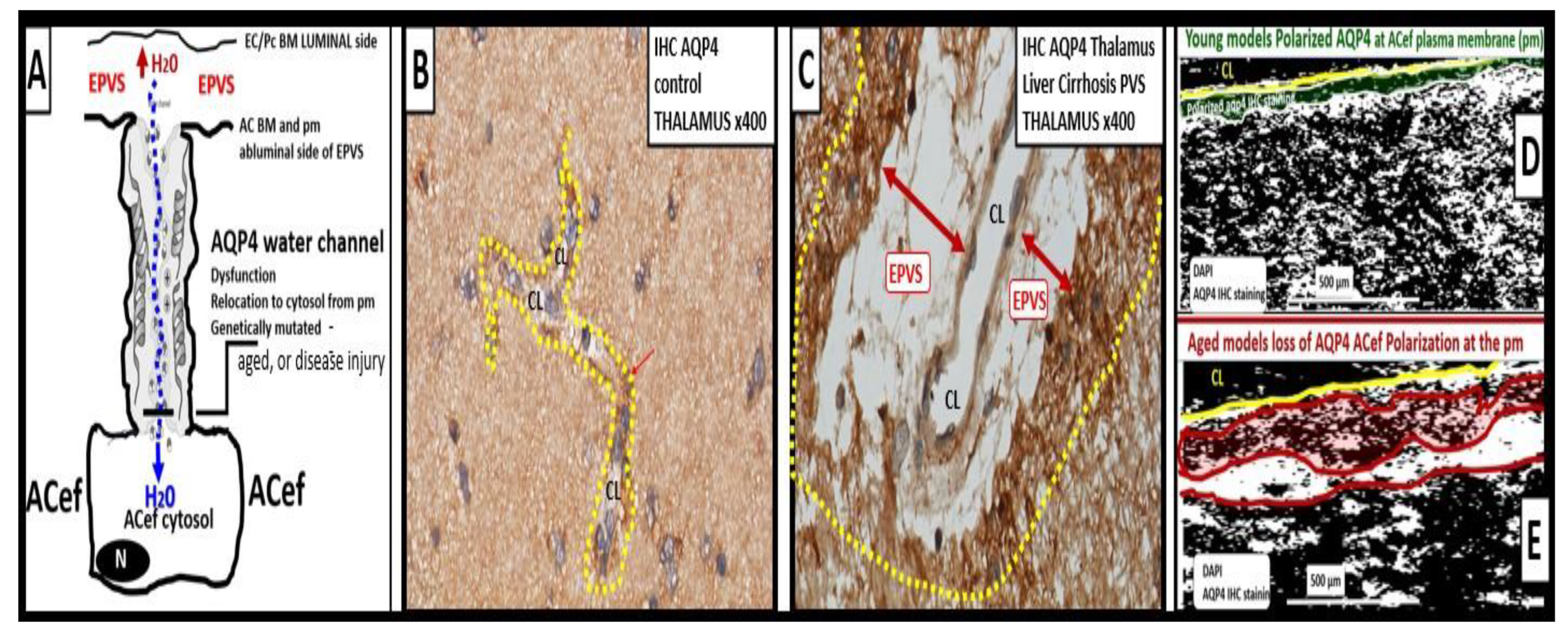 Medicina 59 01337 g013