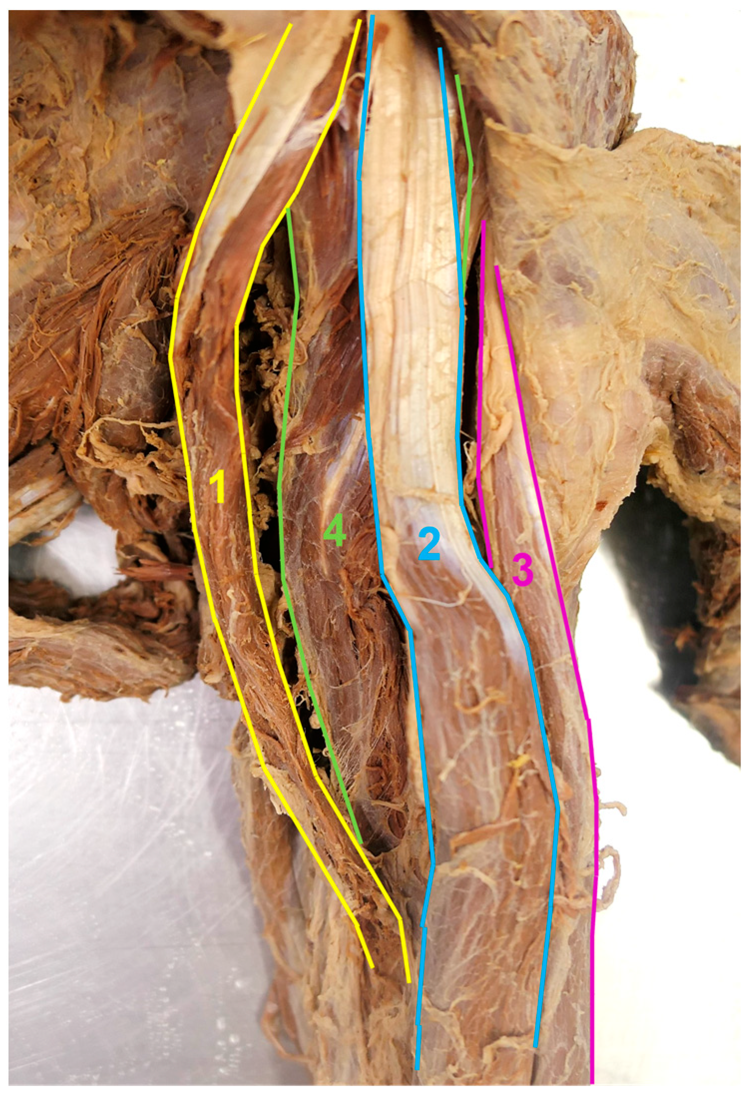 Medicina 59 01445 g003