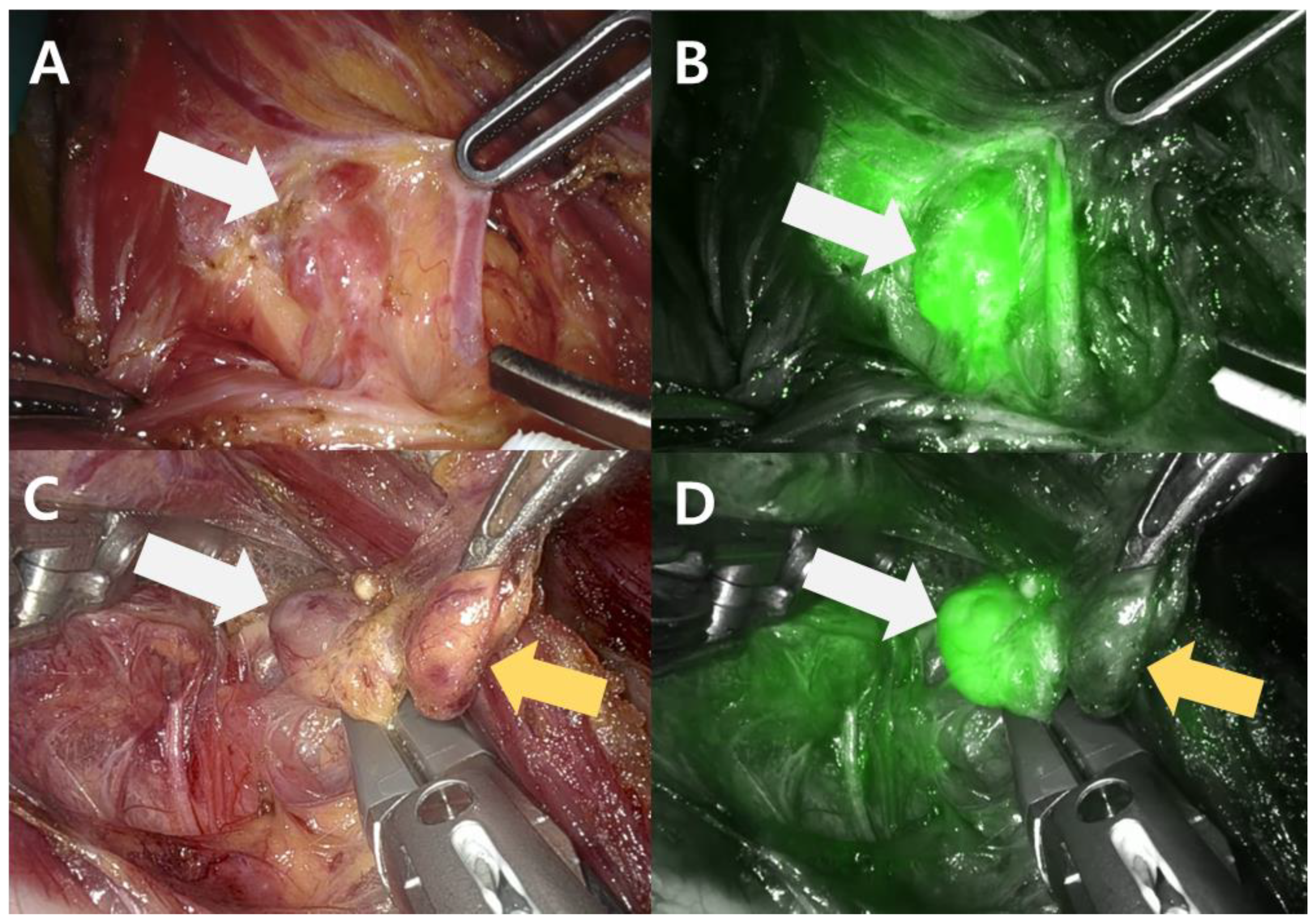 Medicina 59 01456 g001 Medicina 59 01456 g001