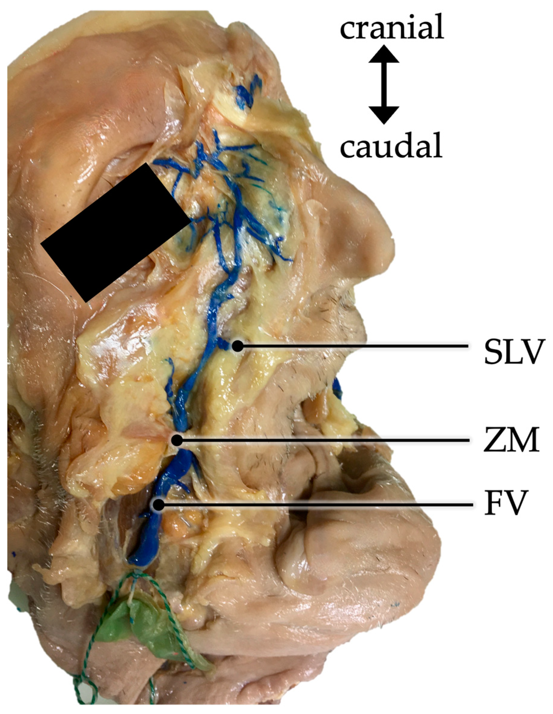 Medicina 59 01479 g001