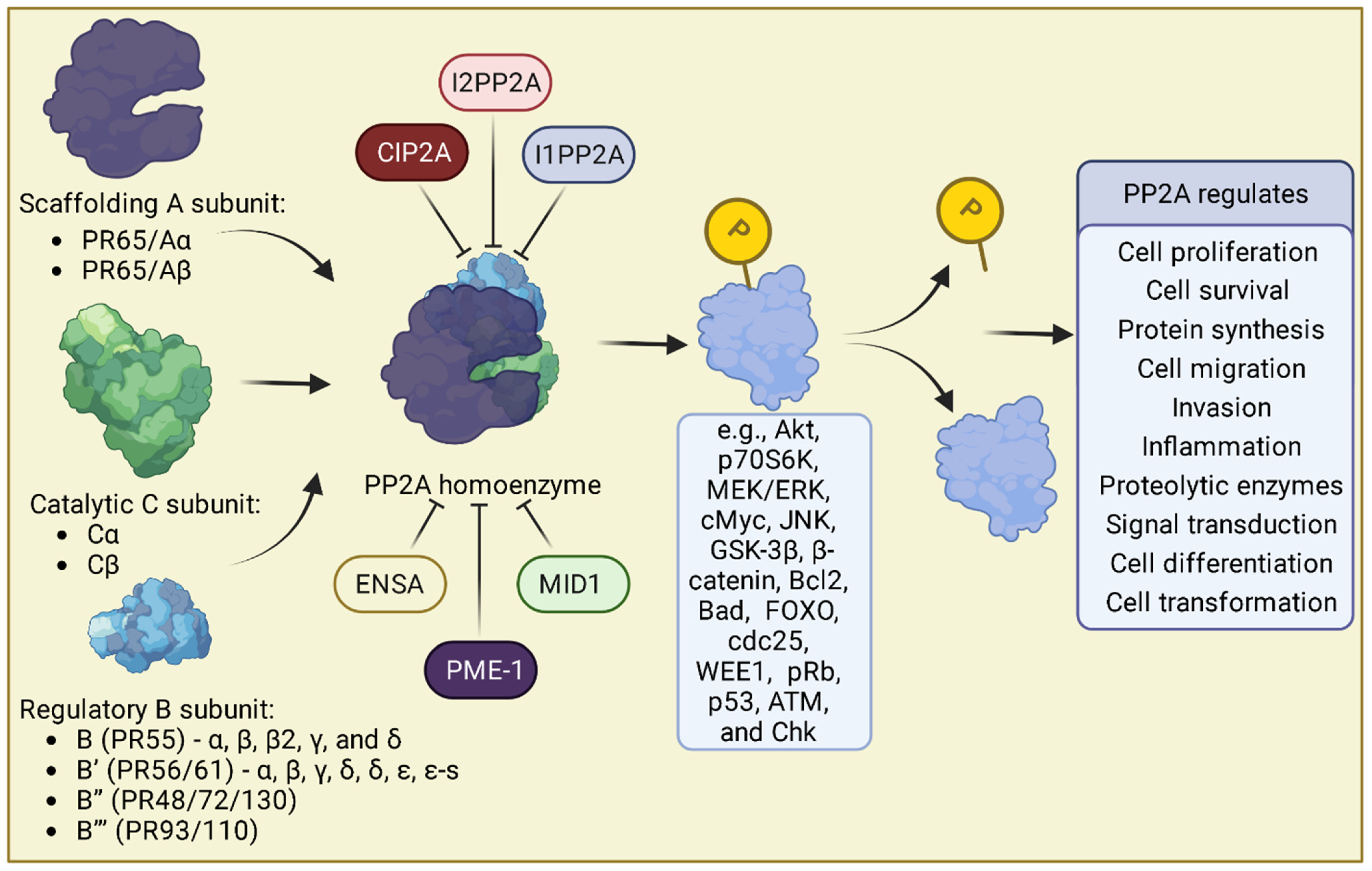 Strategies for Targeting Serine/Threonine Protein Phosphatases with Small  Molecules in Cancer