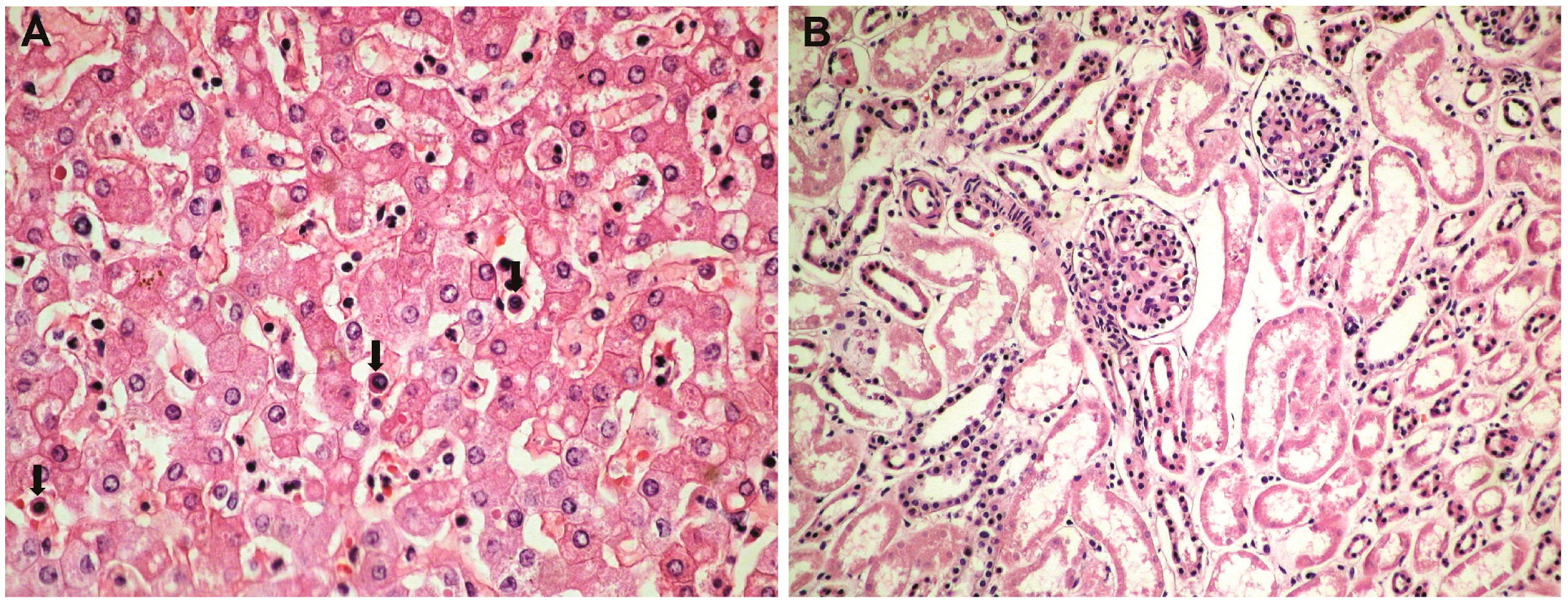 Medicina 59 01616 g004