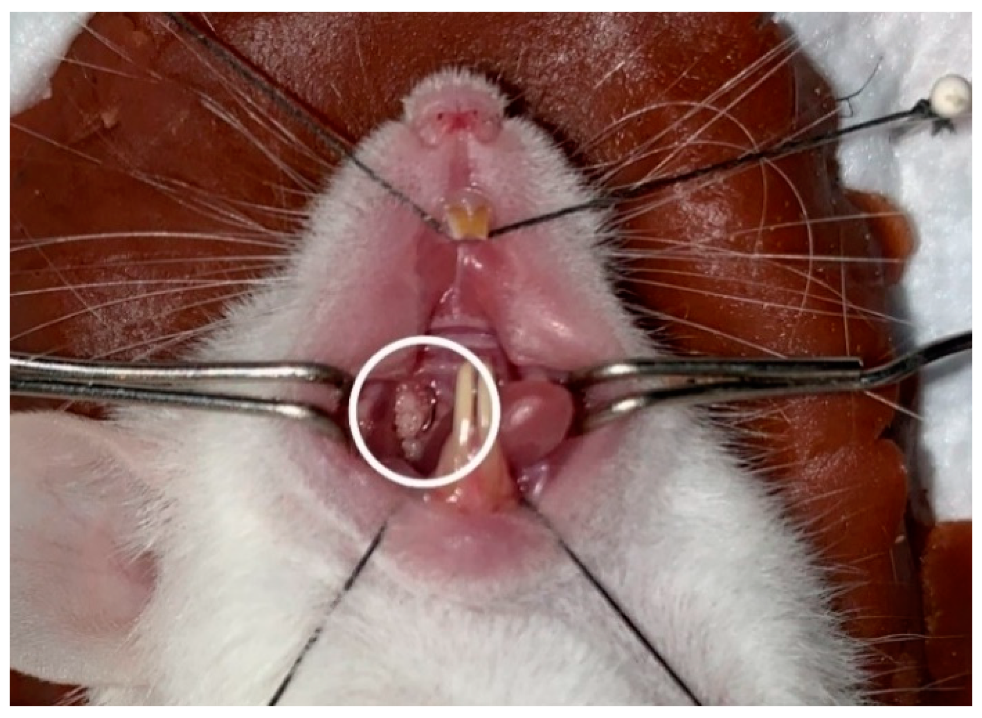 Medicina 59 01778 g001