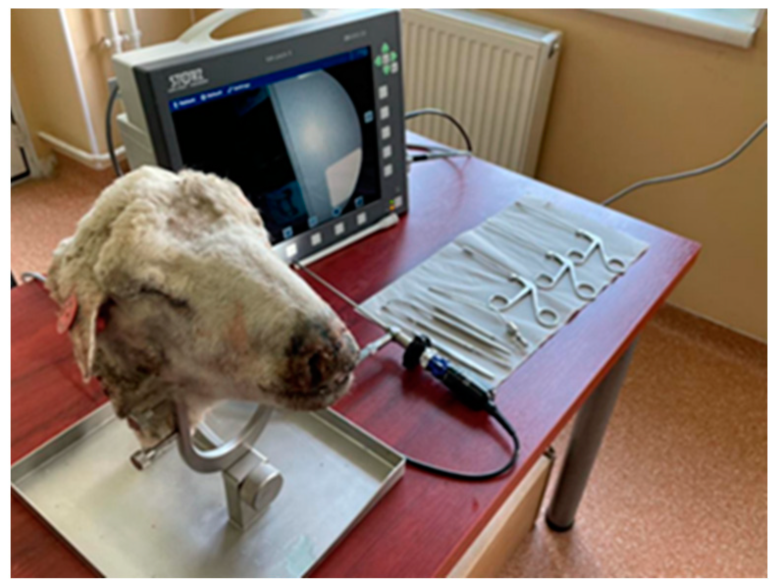 Medicina Free Full Text Sheep s Head as an Anatomic