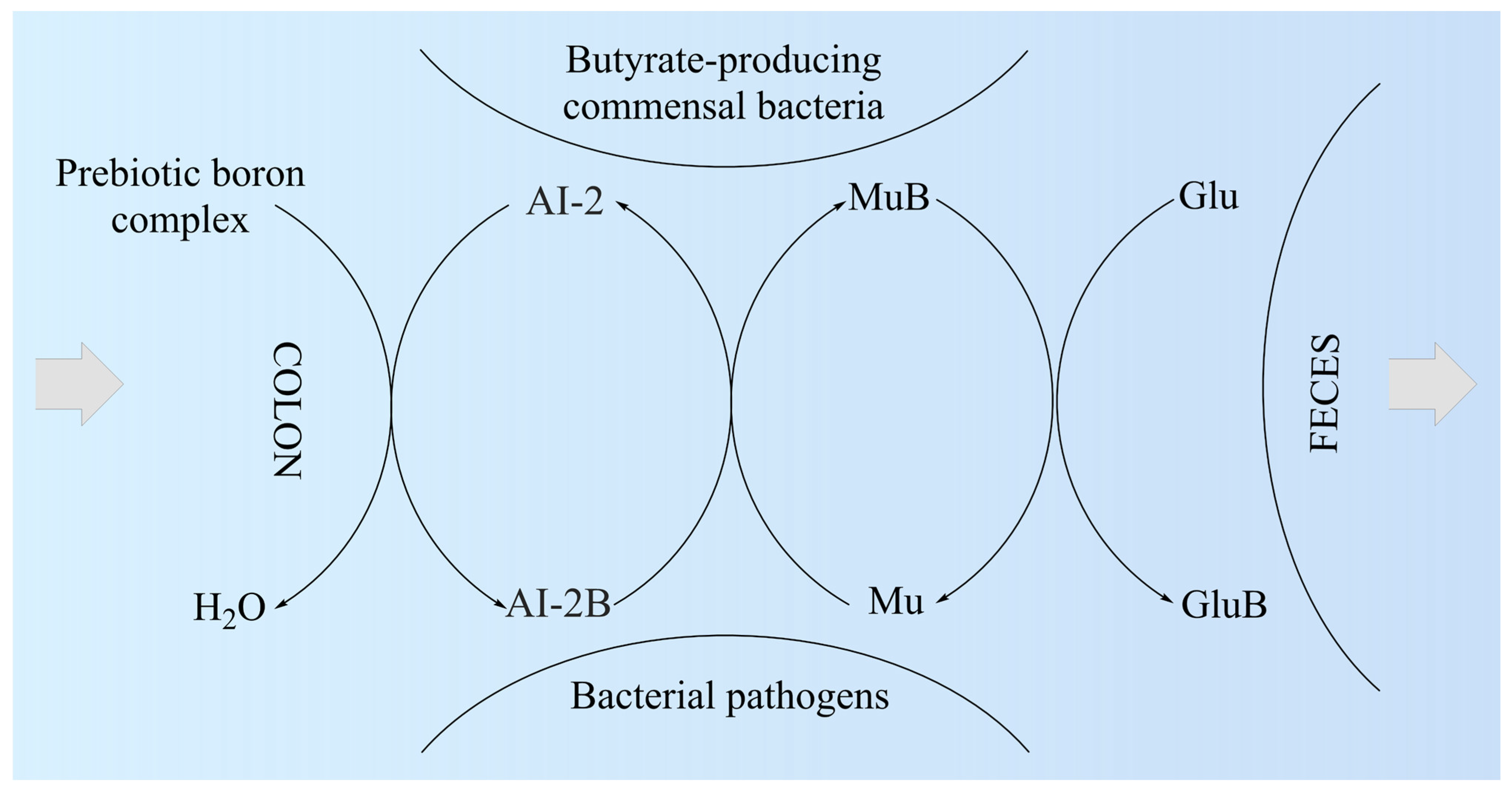 Microbiota-Accessible Boron-Containing Compounds in Complex