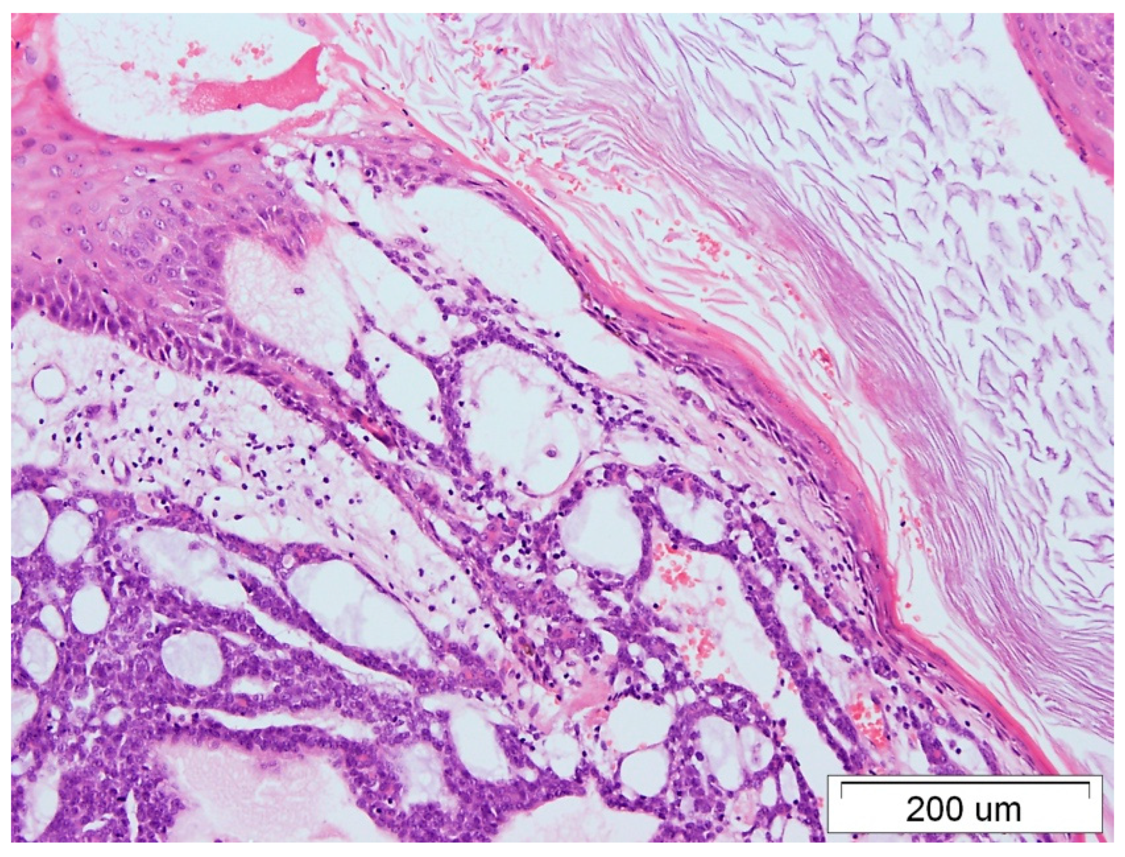 Medicina 59 02005 g002 Medicina 59 02005 g002