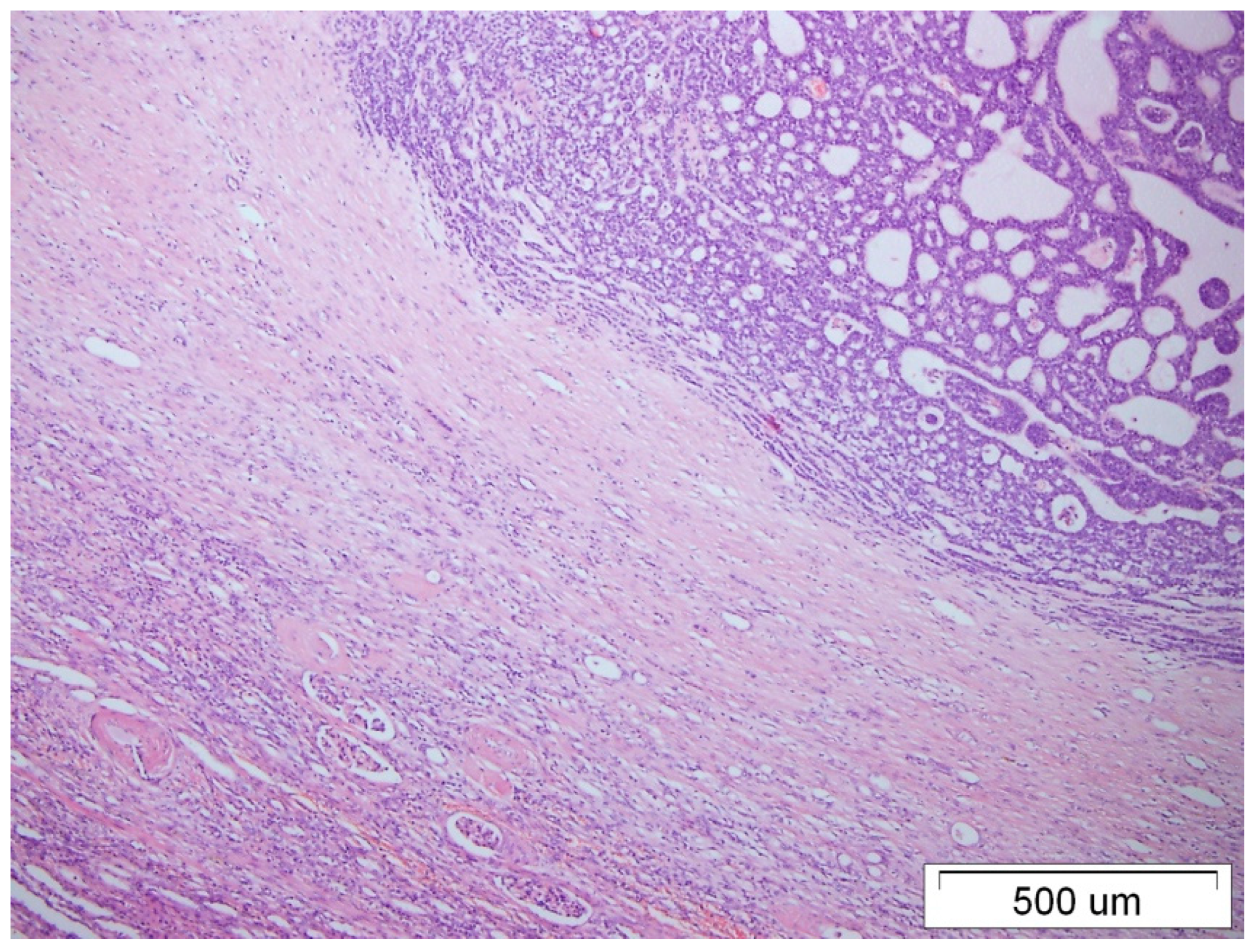 Medicina 59 02005 g003 Medicina 59 02005 g003