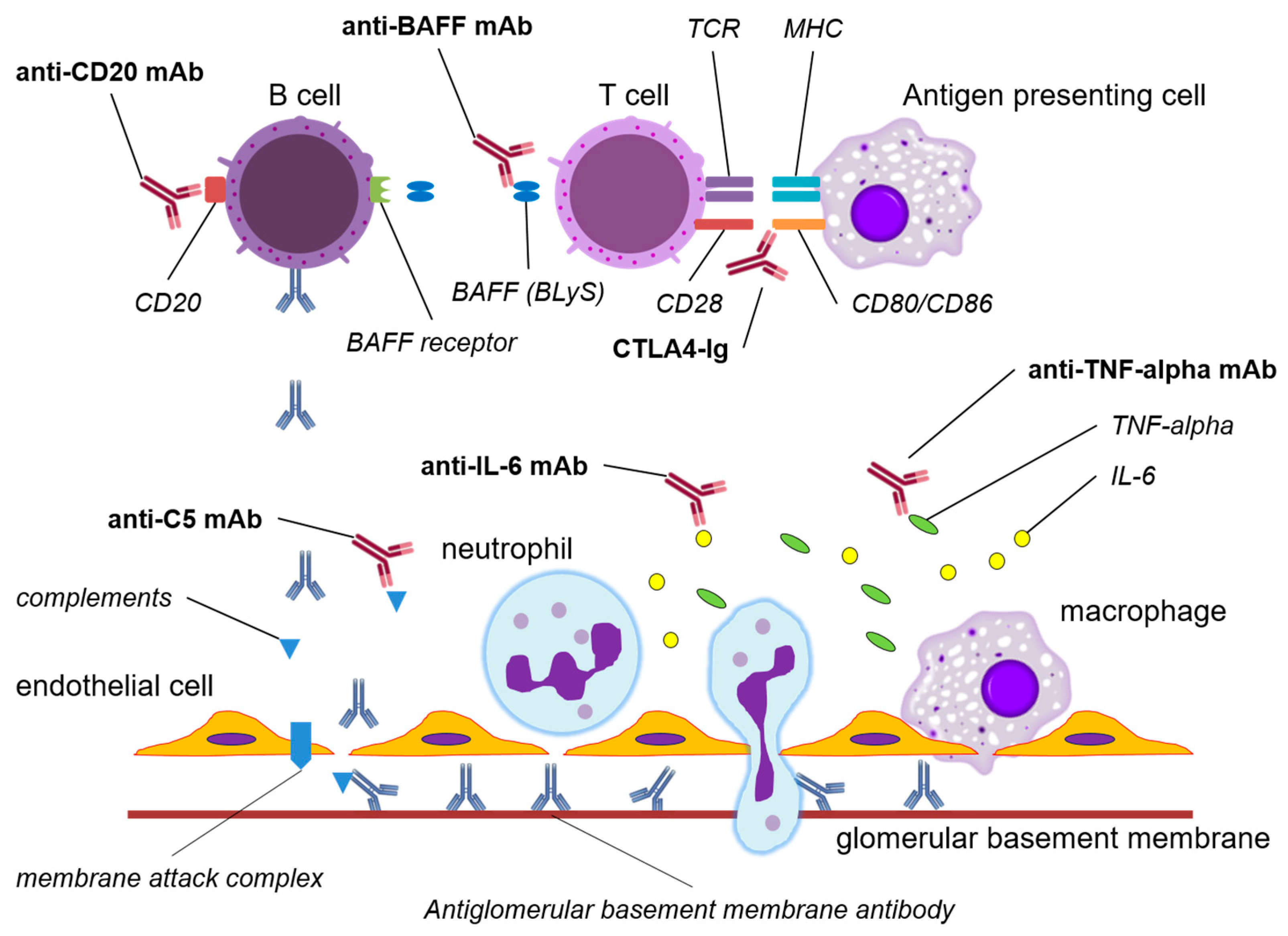 The Immunobiological Agents for Treatment of Antiglomerular