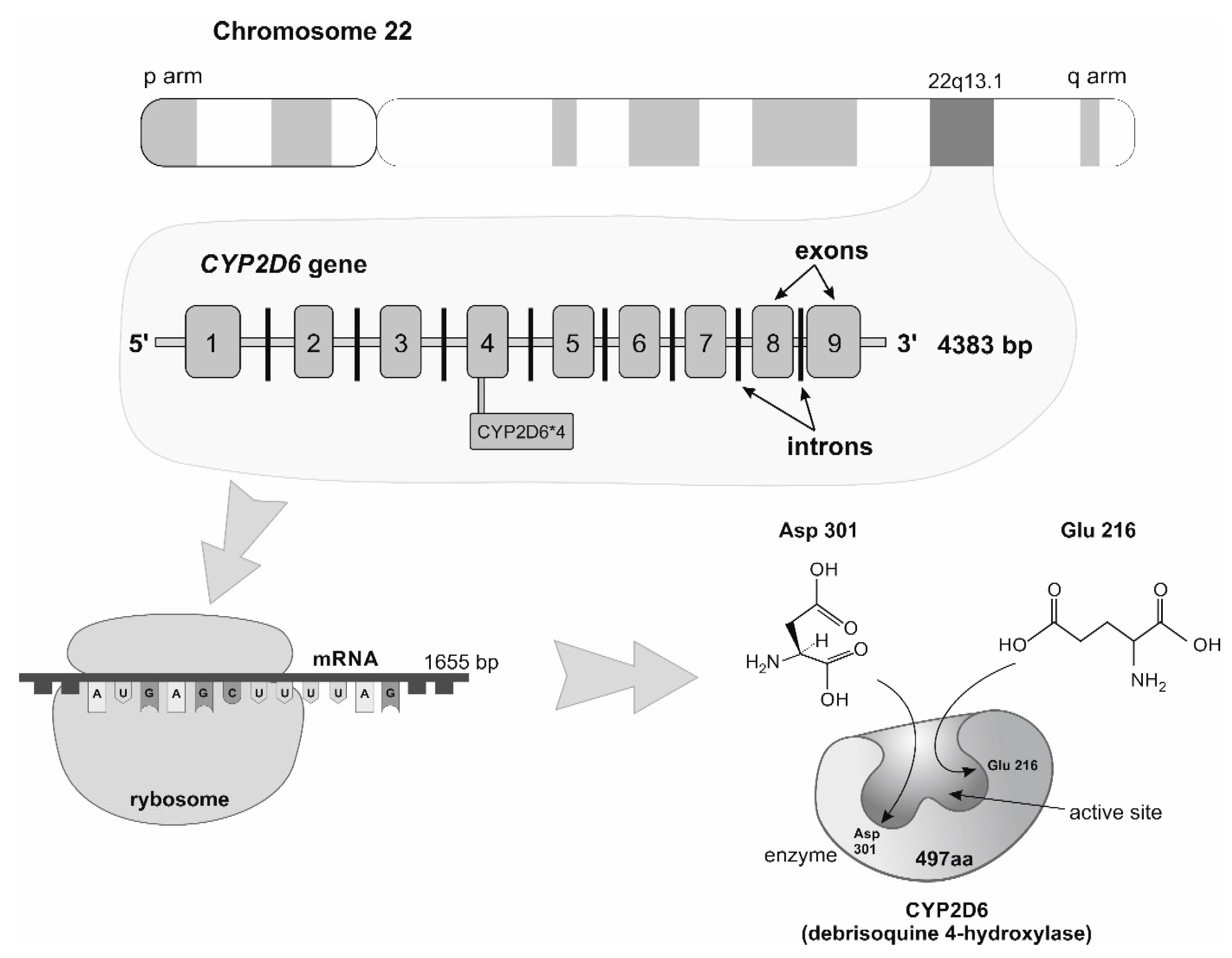 Medicina 59 02057 g002