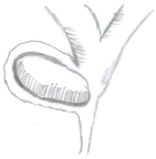 Medicina 60 00012 i003