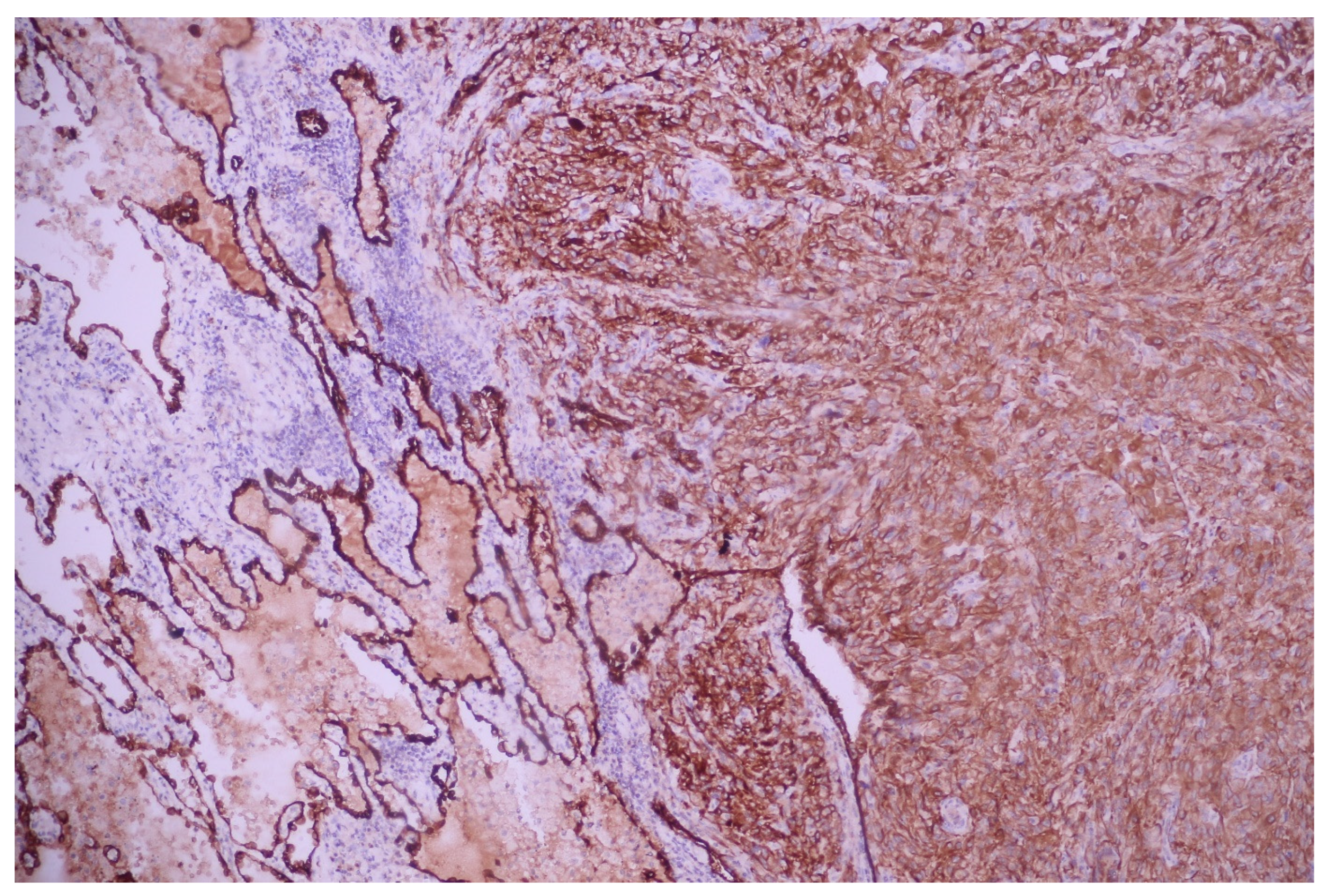 Medicina 60 00112 g010