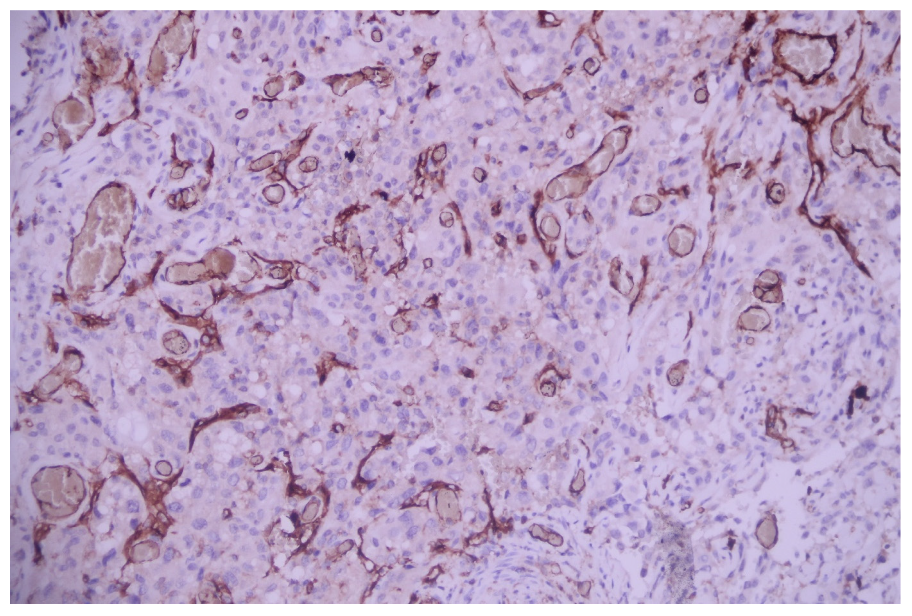 Medicina 60 00112 g013