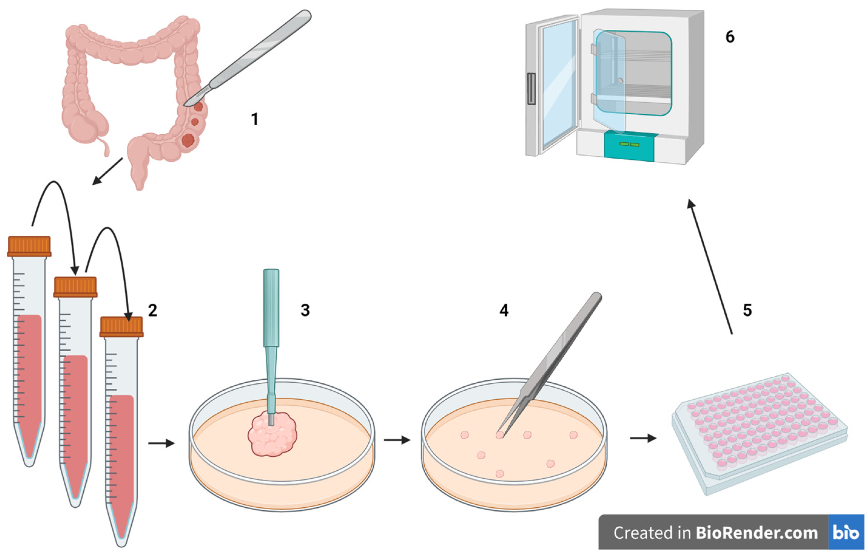 Medicina 60 00142 g001