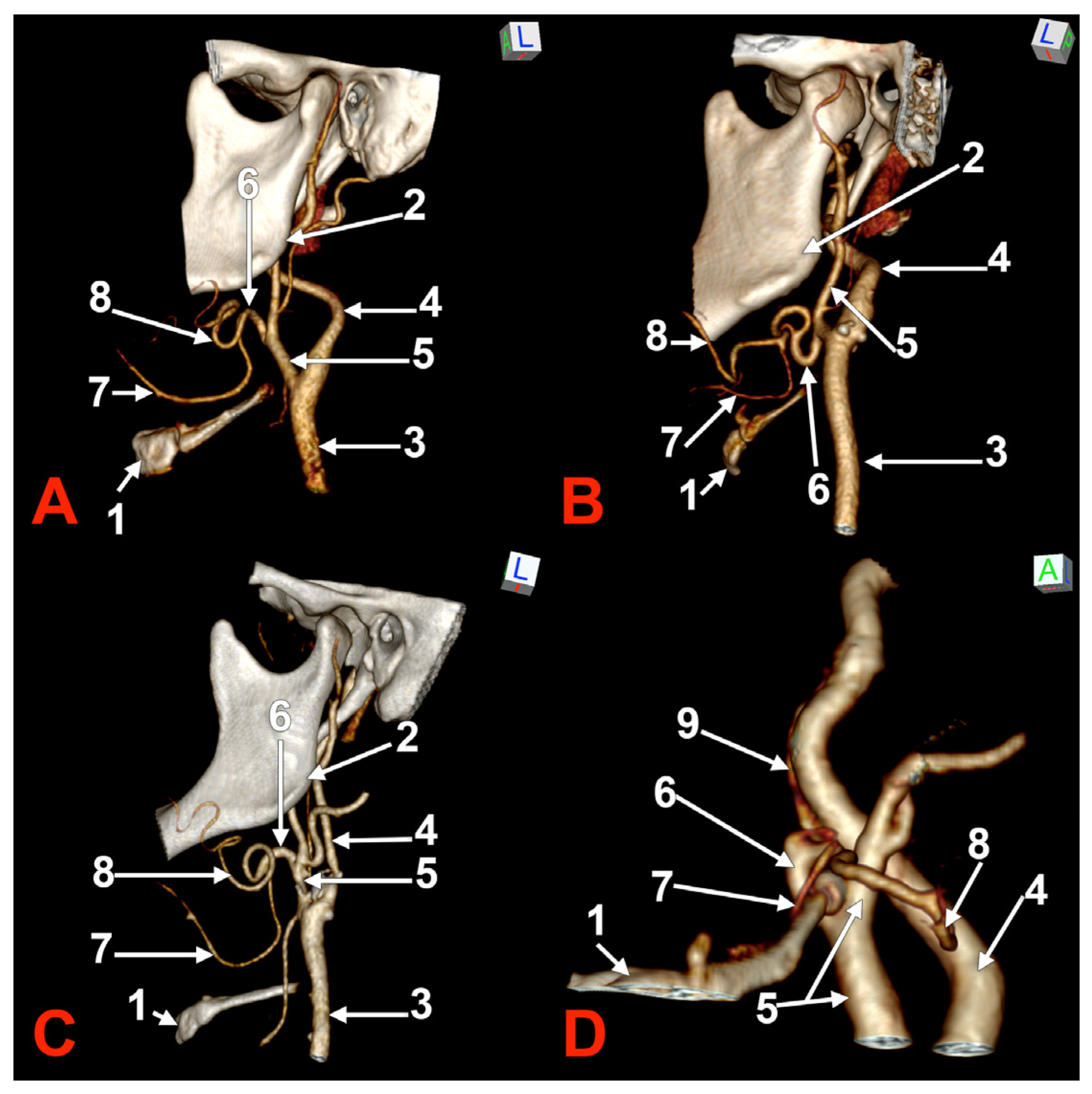 Medicina 60 00291 g001