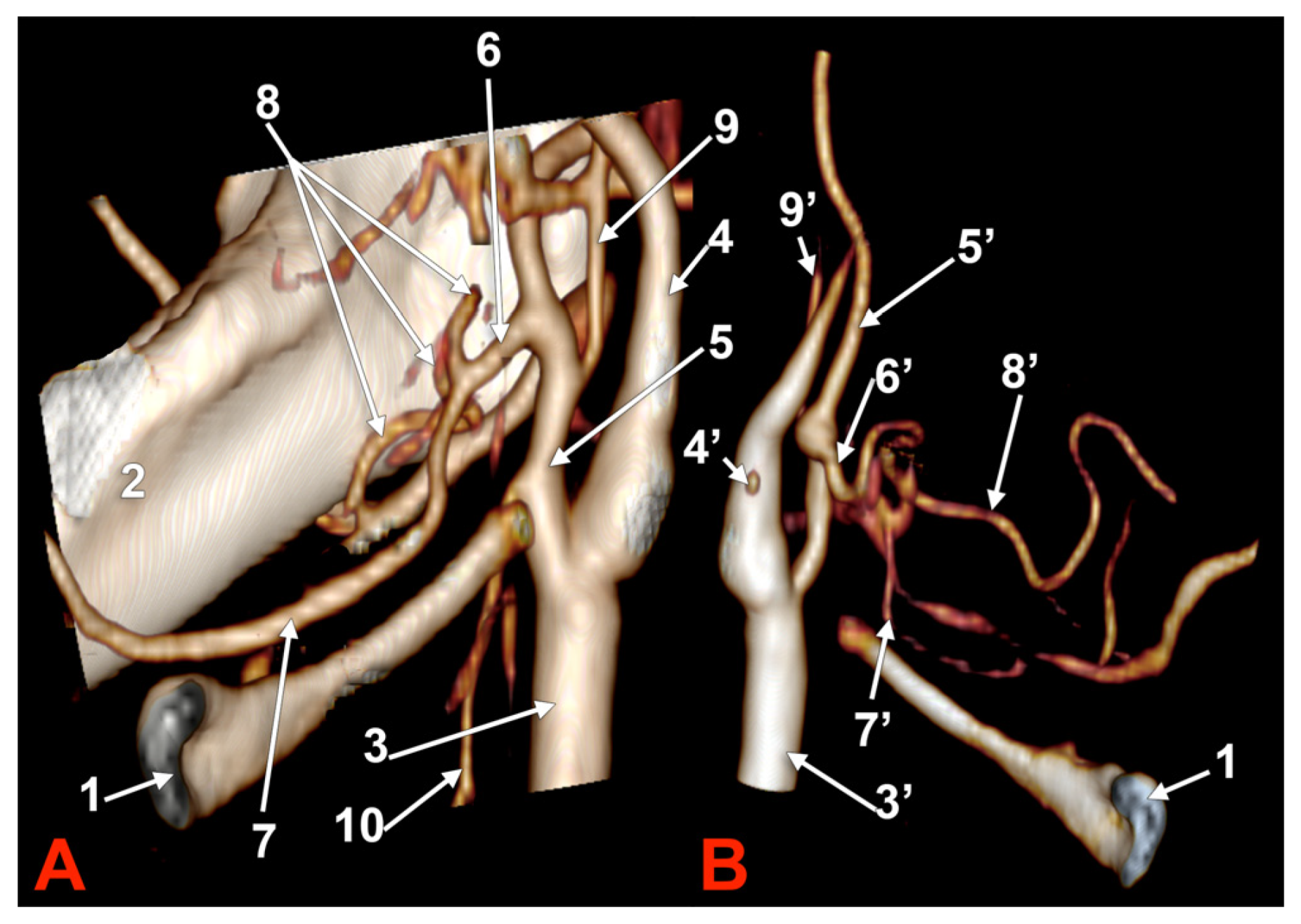 Medicina 60 00291 g010