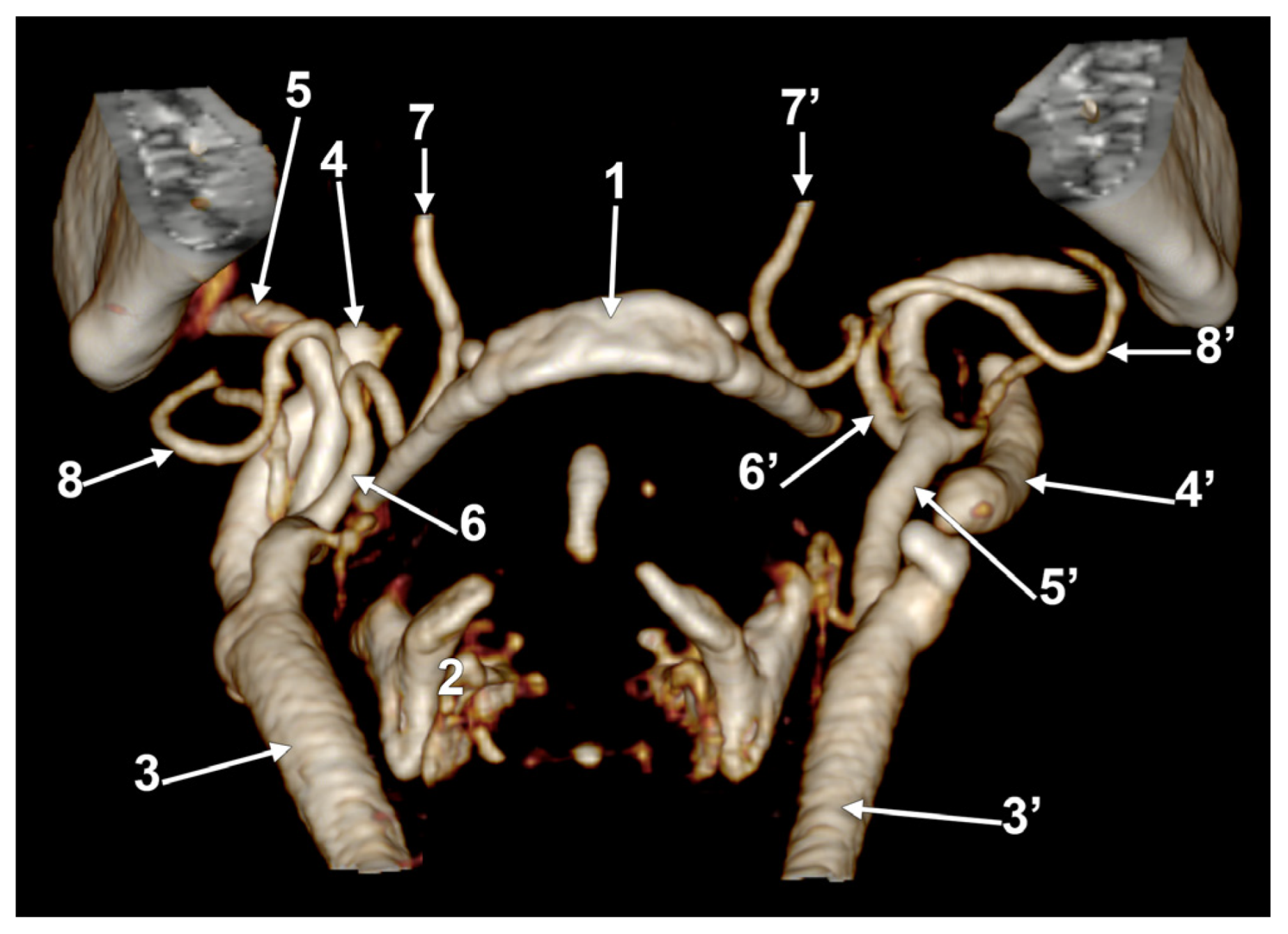 Medicina 60 00291 g011